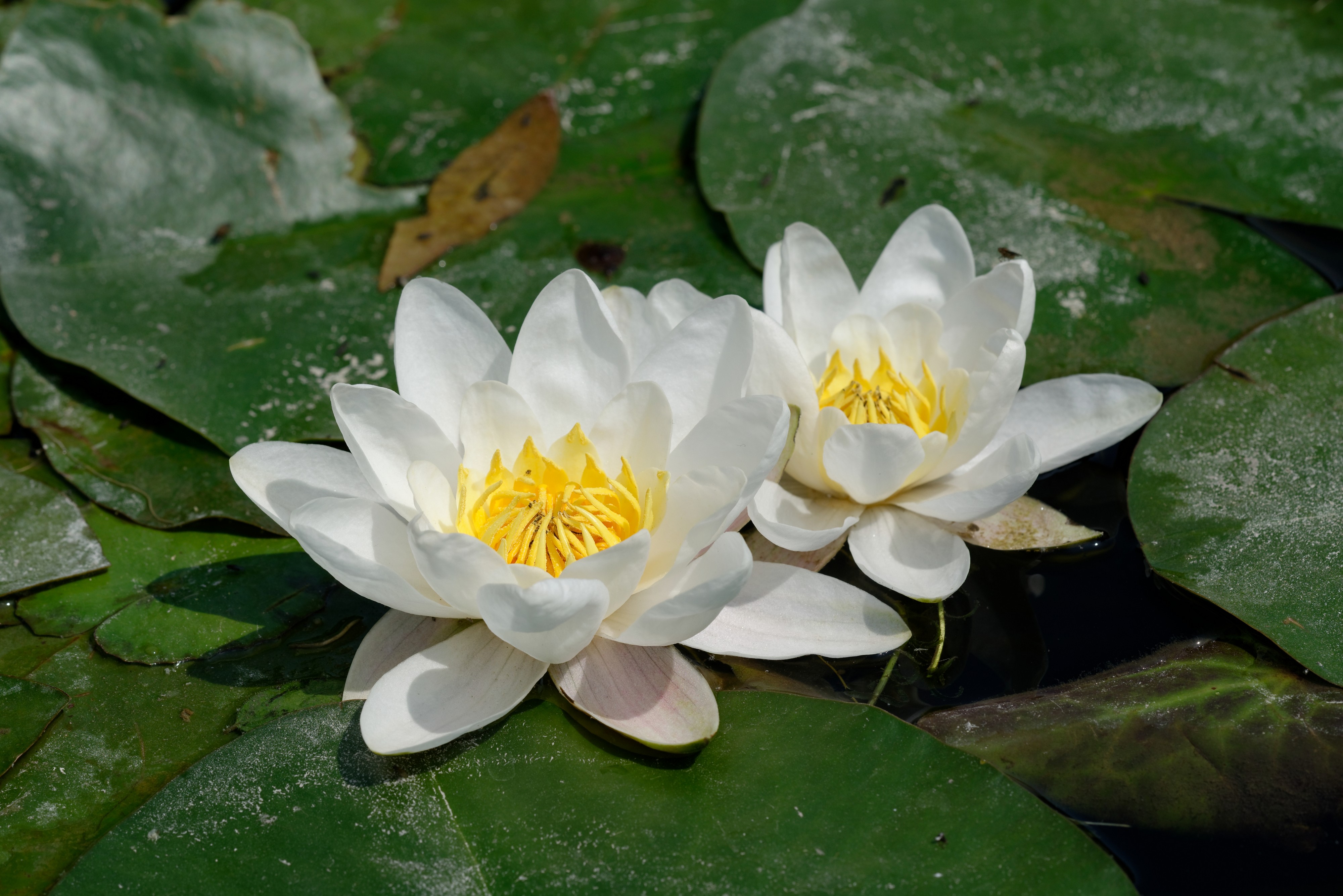 Nymphaea alba JdP 2013-06-08 n01