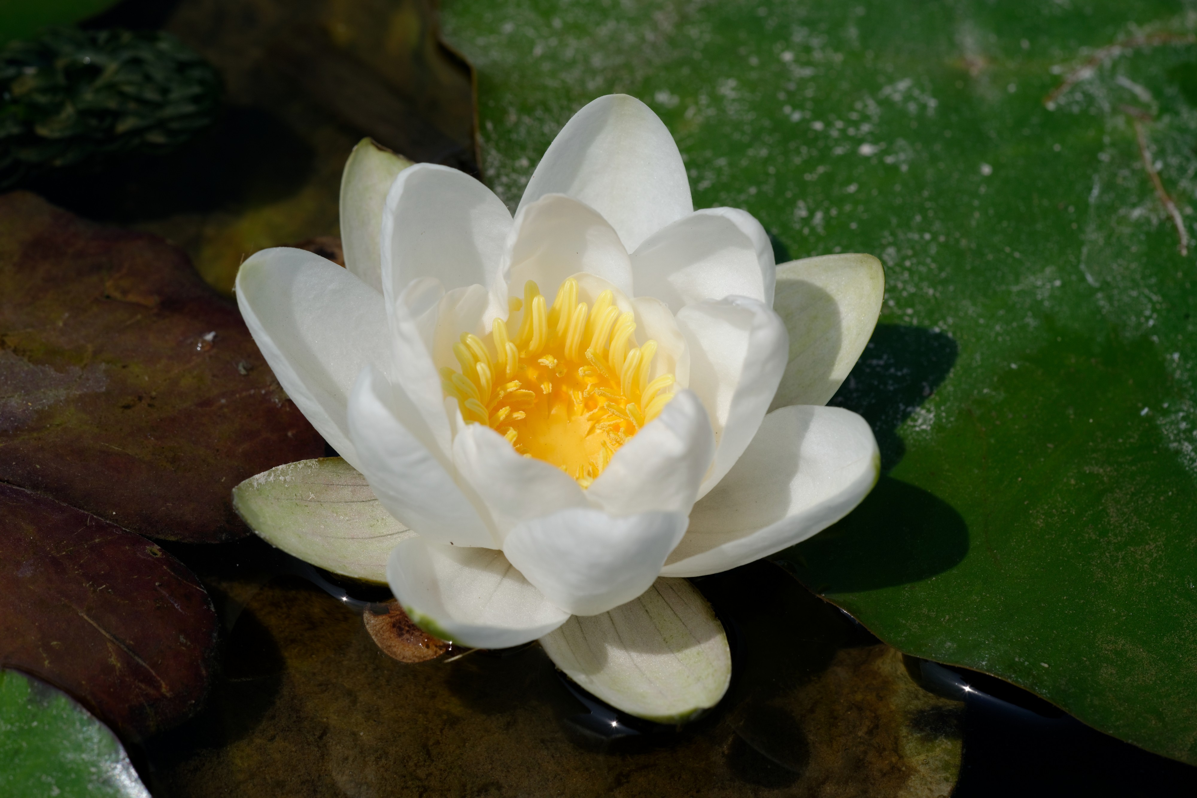 Nymphaea alba JdP 2013-06-08 n02