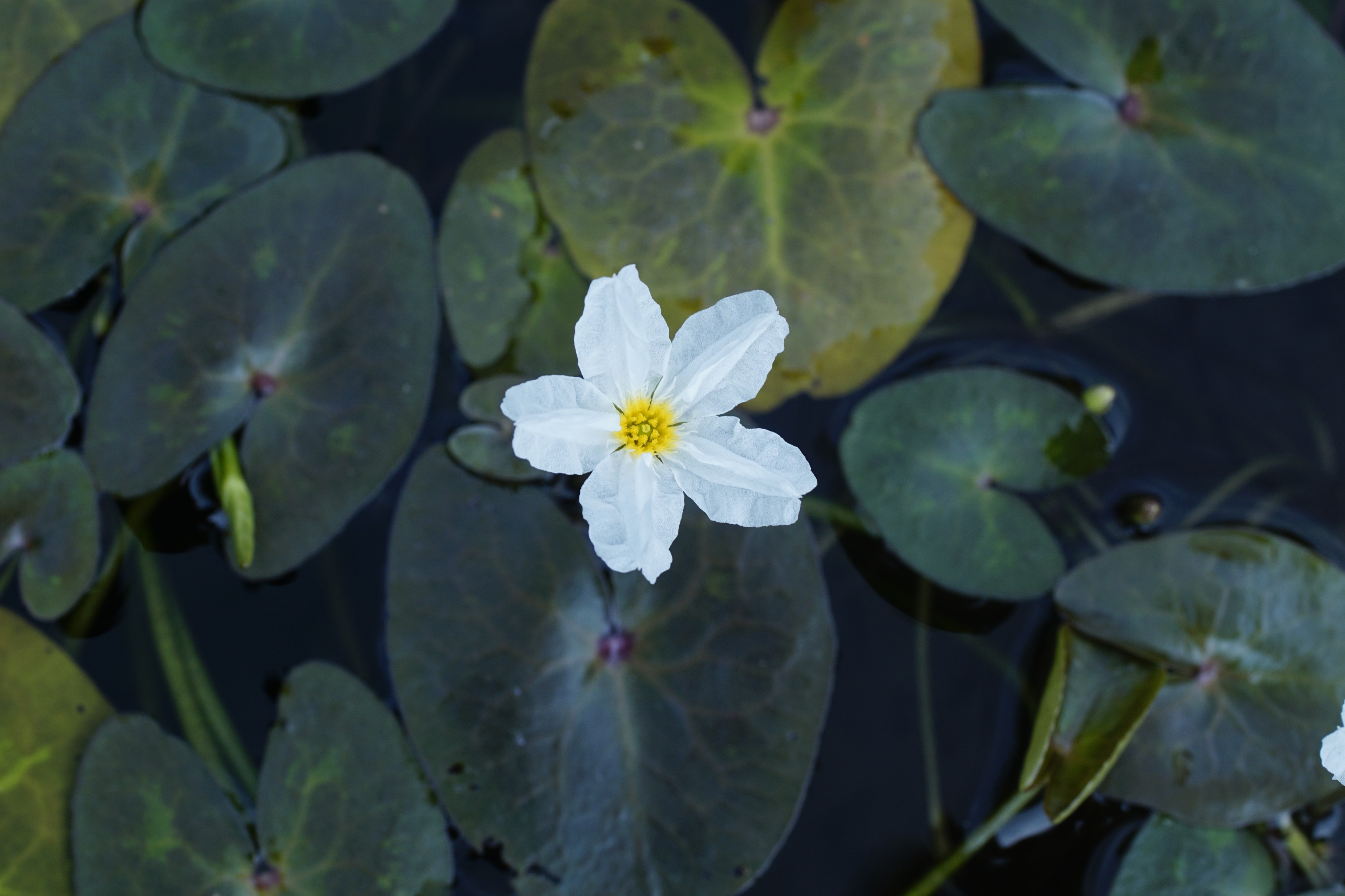 Nymphoides hydrophylla 7918