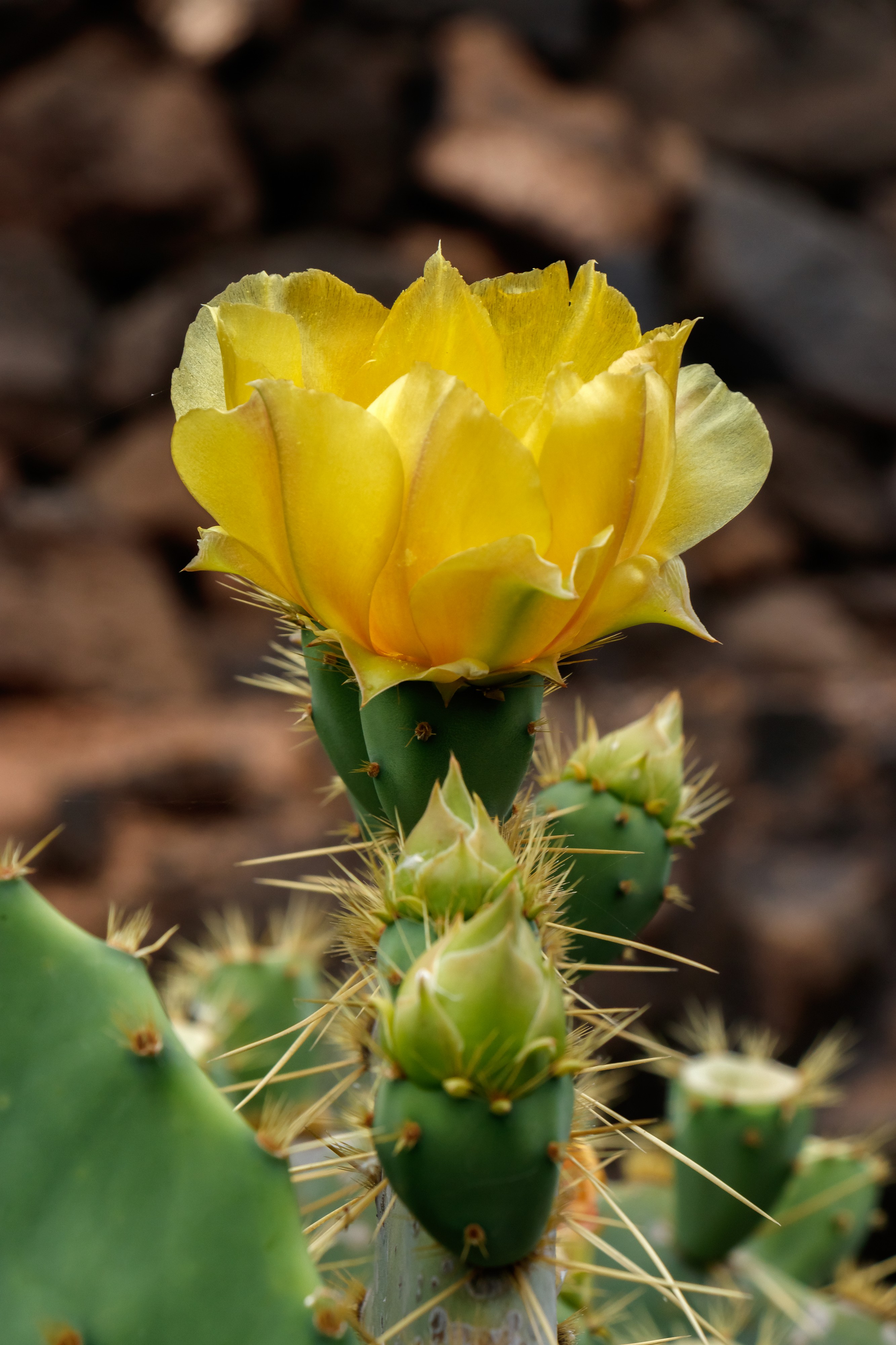 Opuntia hyptiacantha 02