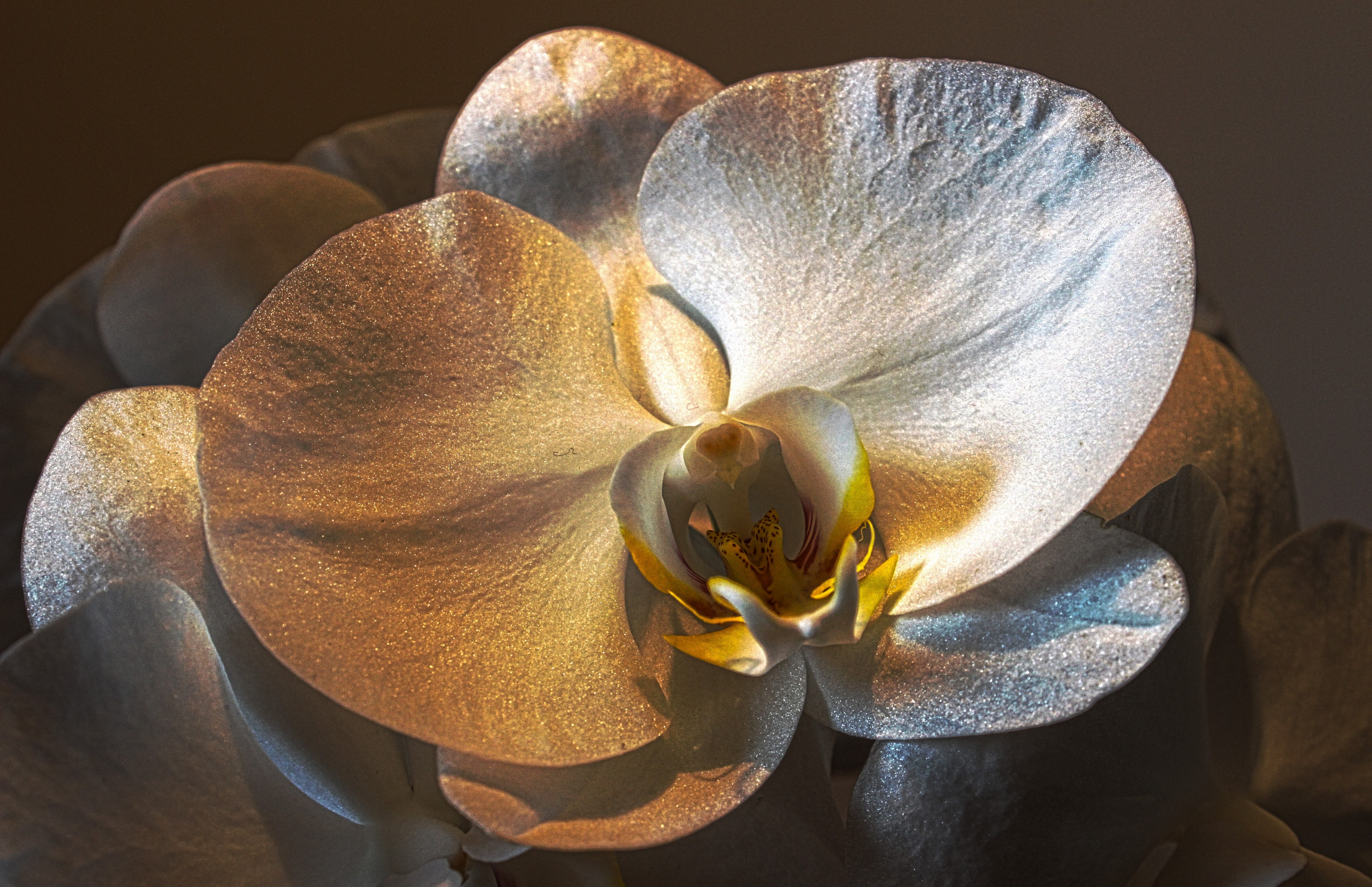 Orchidee - Phalaenopsis