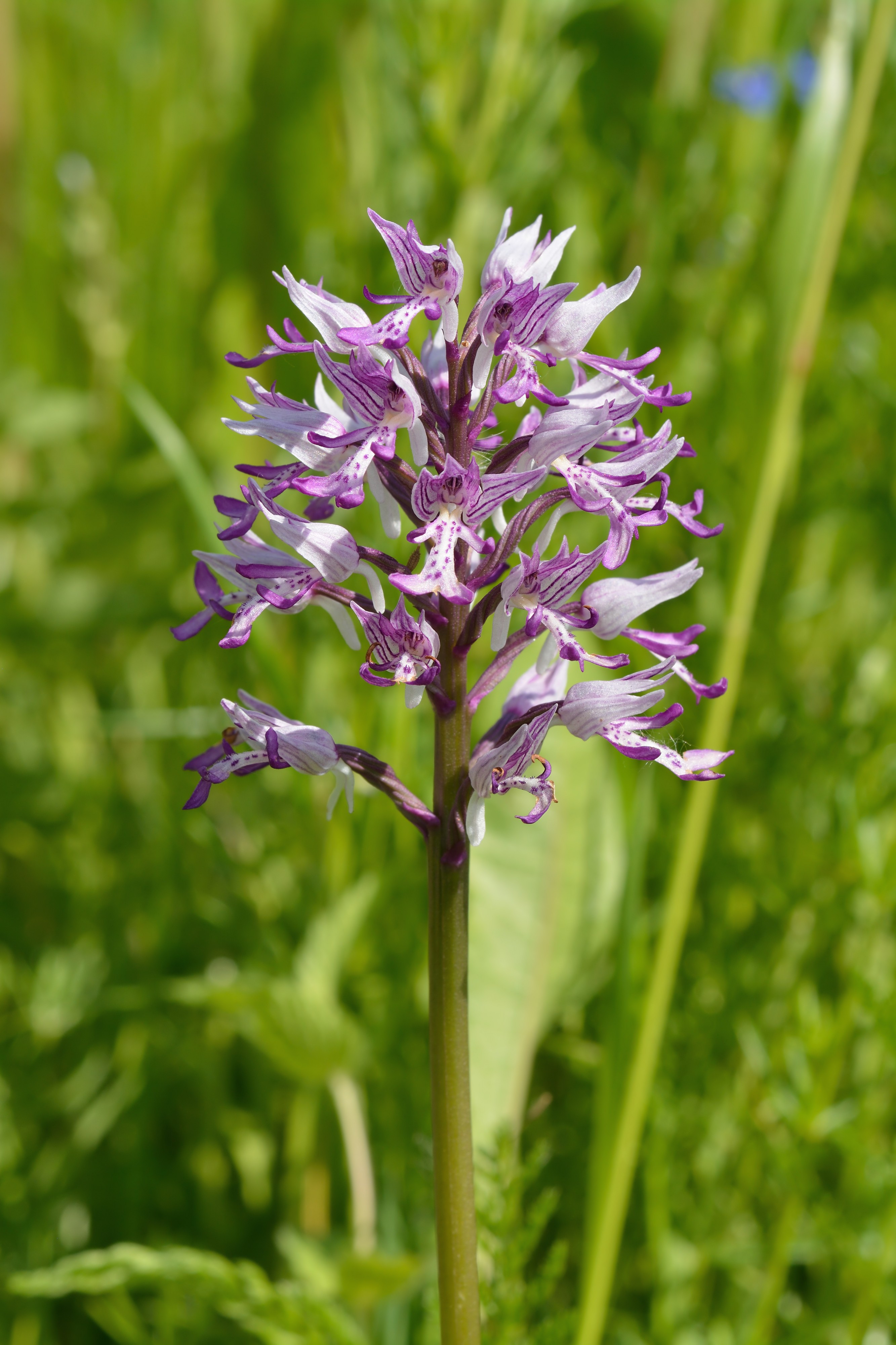 Orchis militaris - Hall käpp