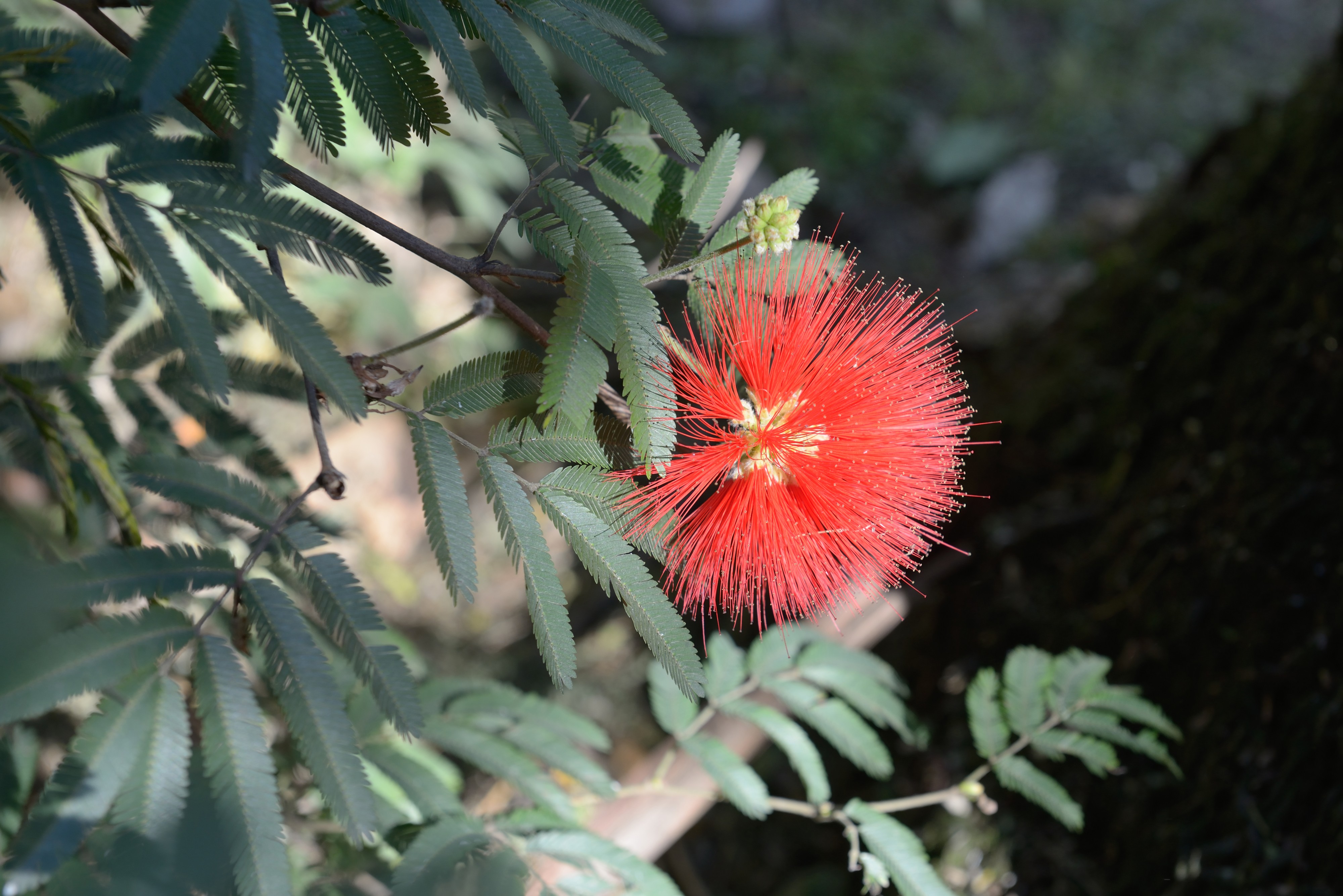 Orto Botanico di Napoli Calliandra tweedii