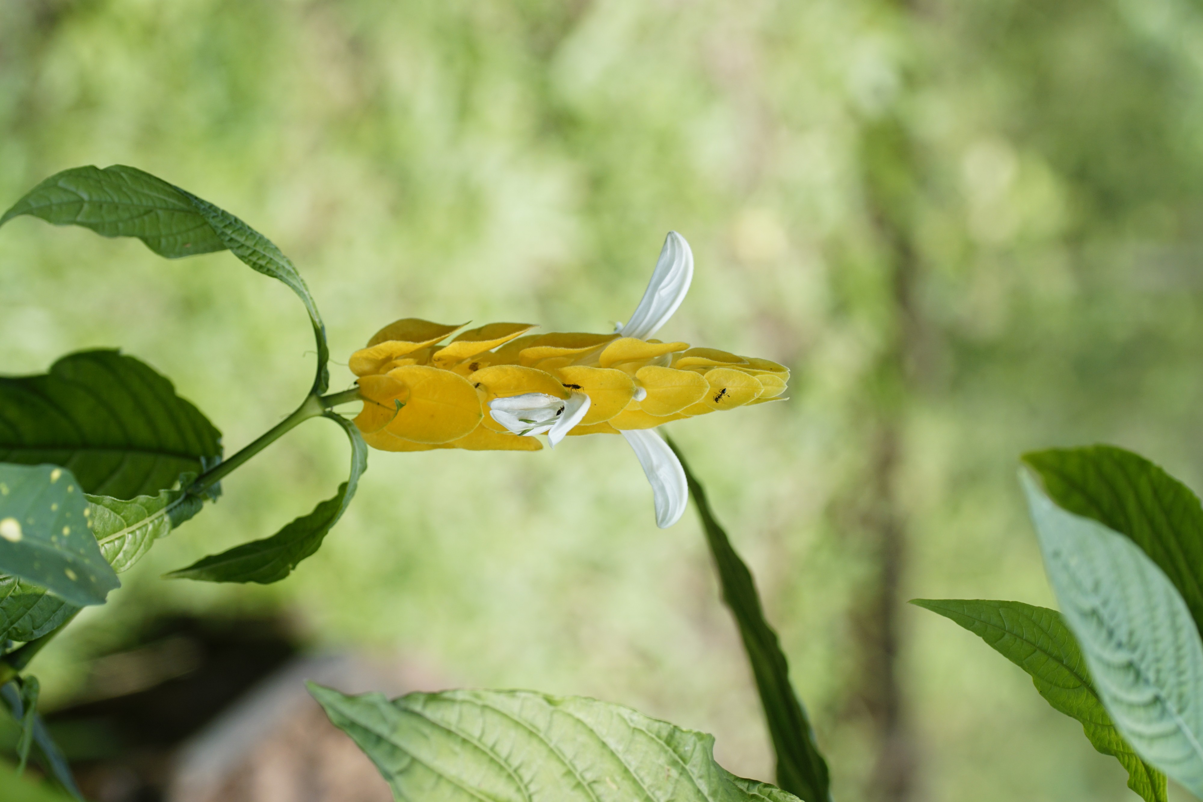 Pachystachys lutea 8069