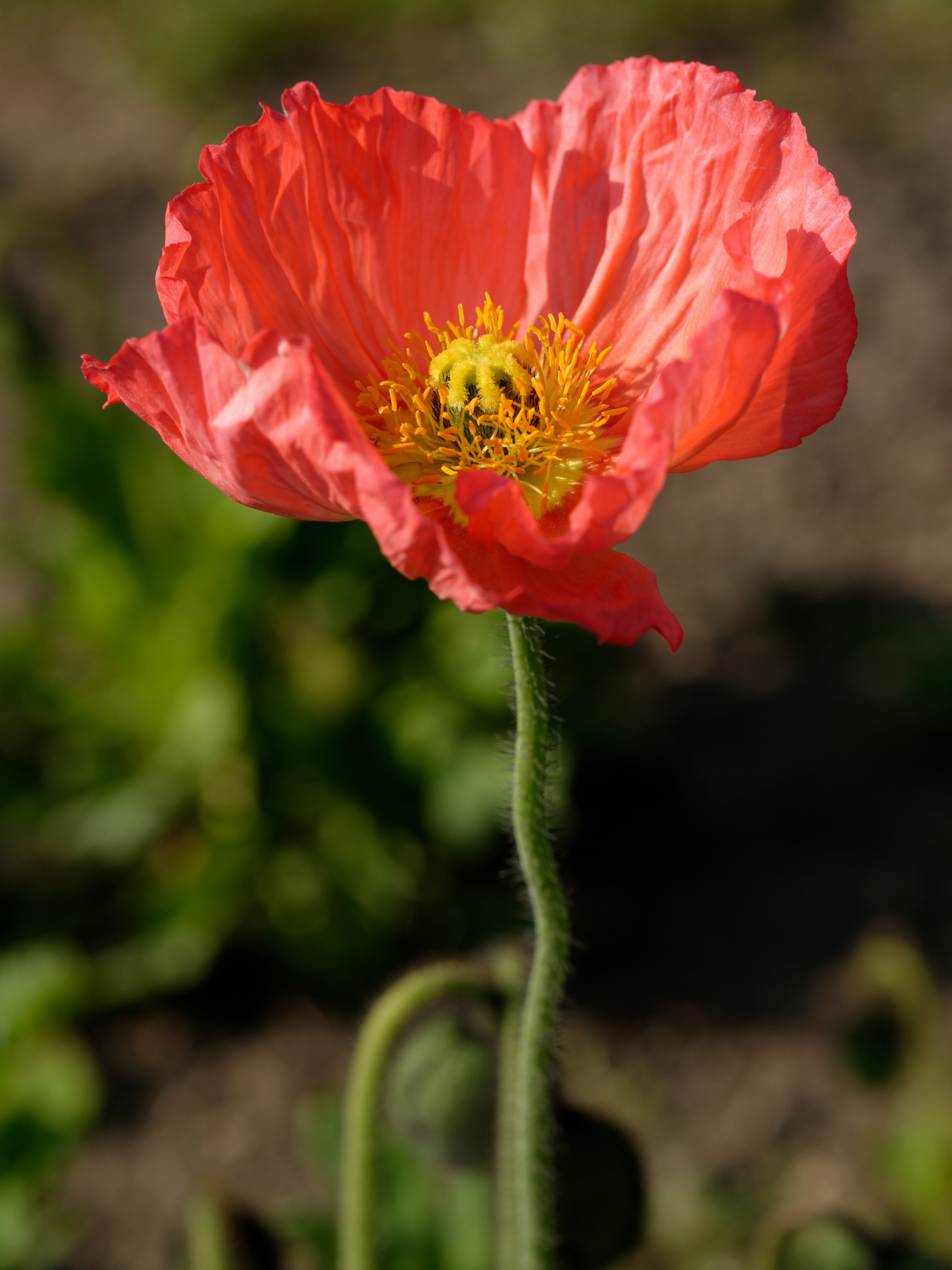 Papaver alpinum 'Wonderland' Jardin des Plantes 2013-04-21 n01