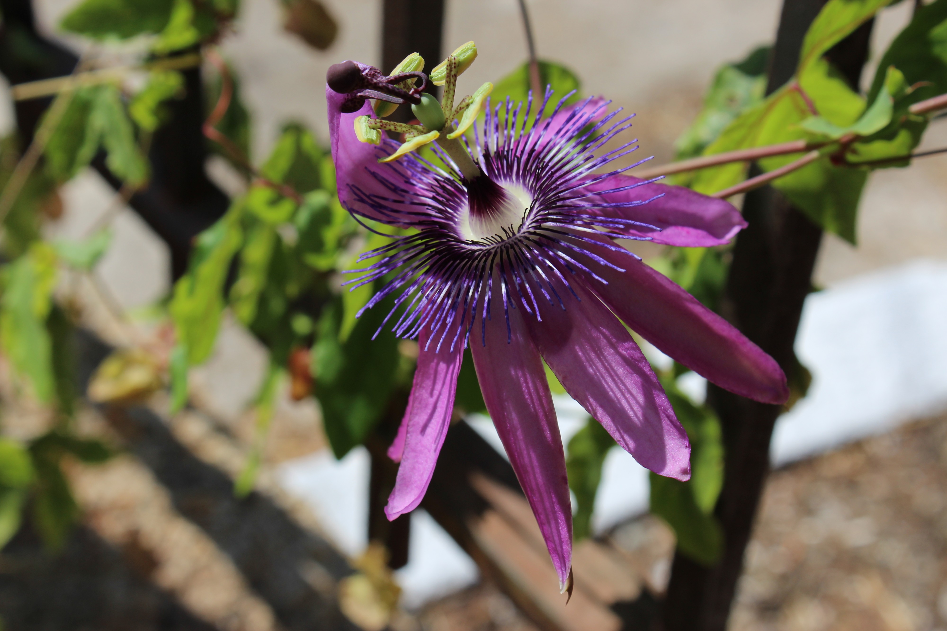 Passionsblumenhybrid (KPFC)
