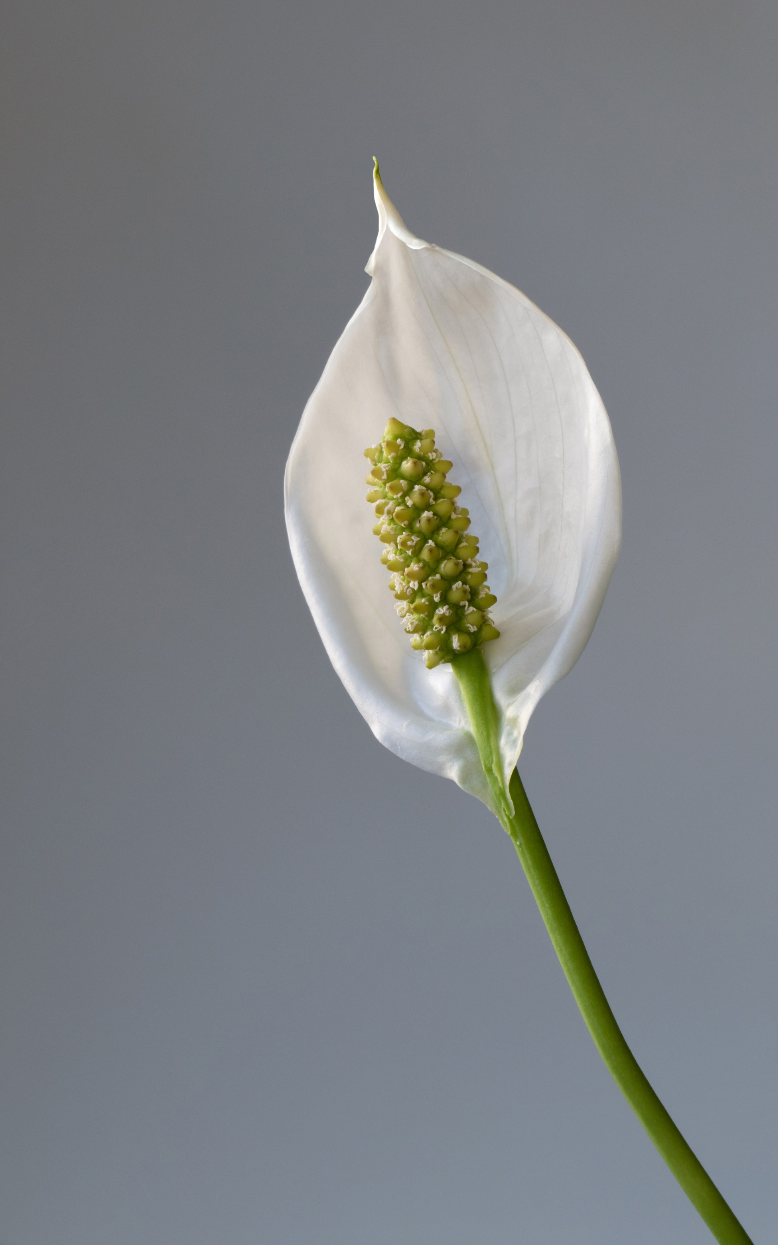 Peace lily - 1