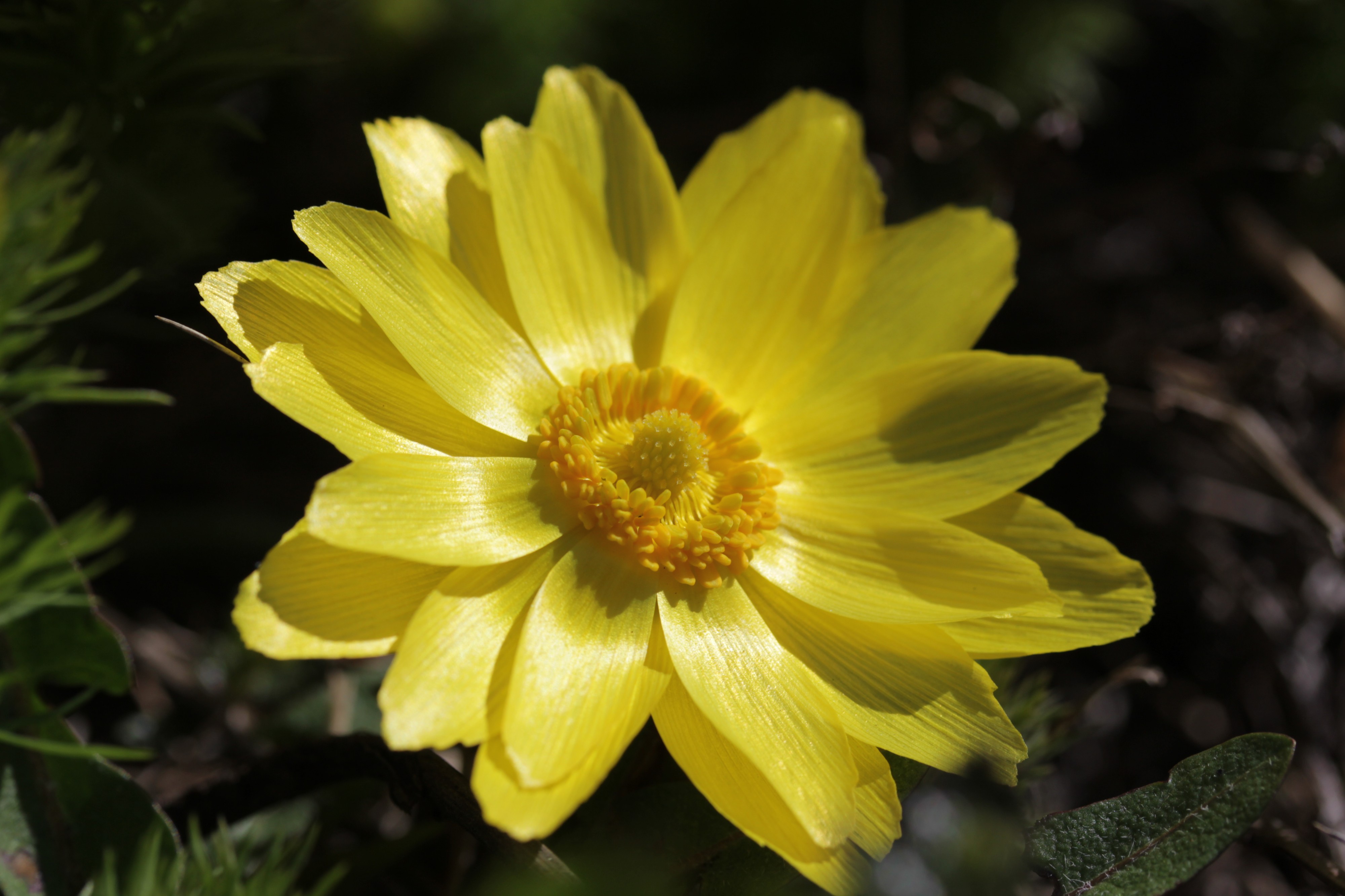 Pheasant's Eye - Adonis vernalis (16997998762)