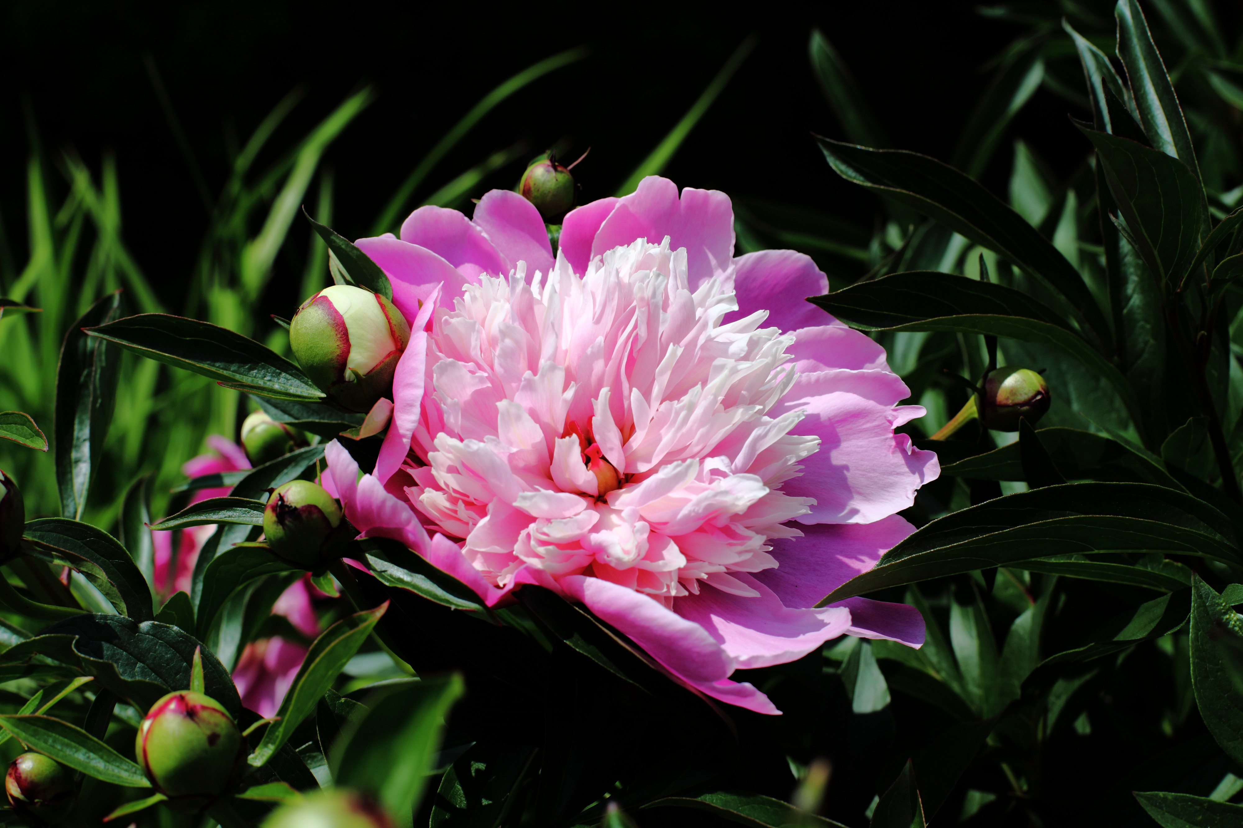 Pivoine0066.pp