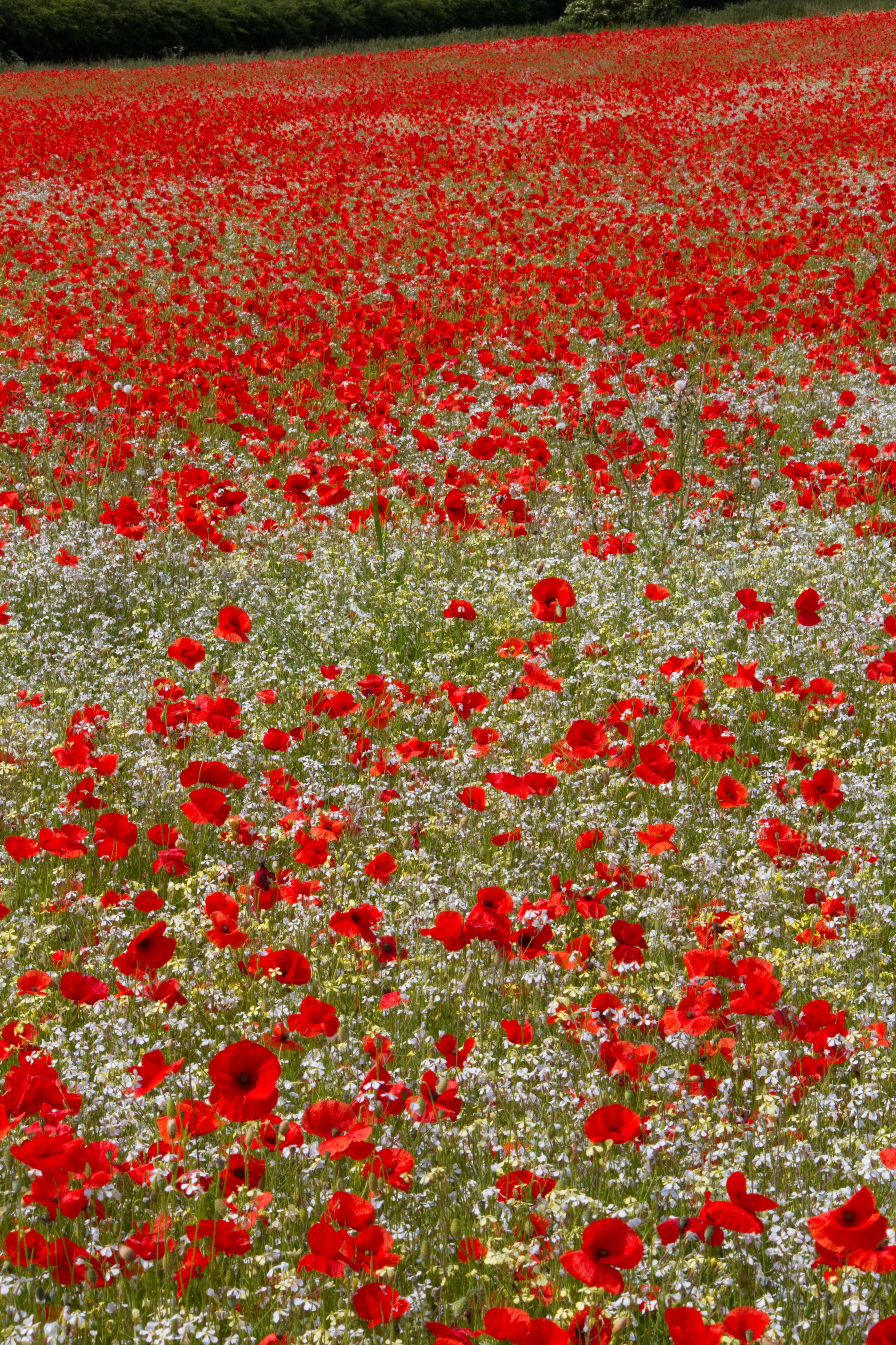 Poppies 1 (9253458561)