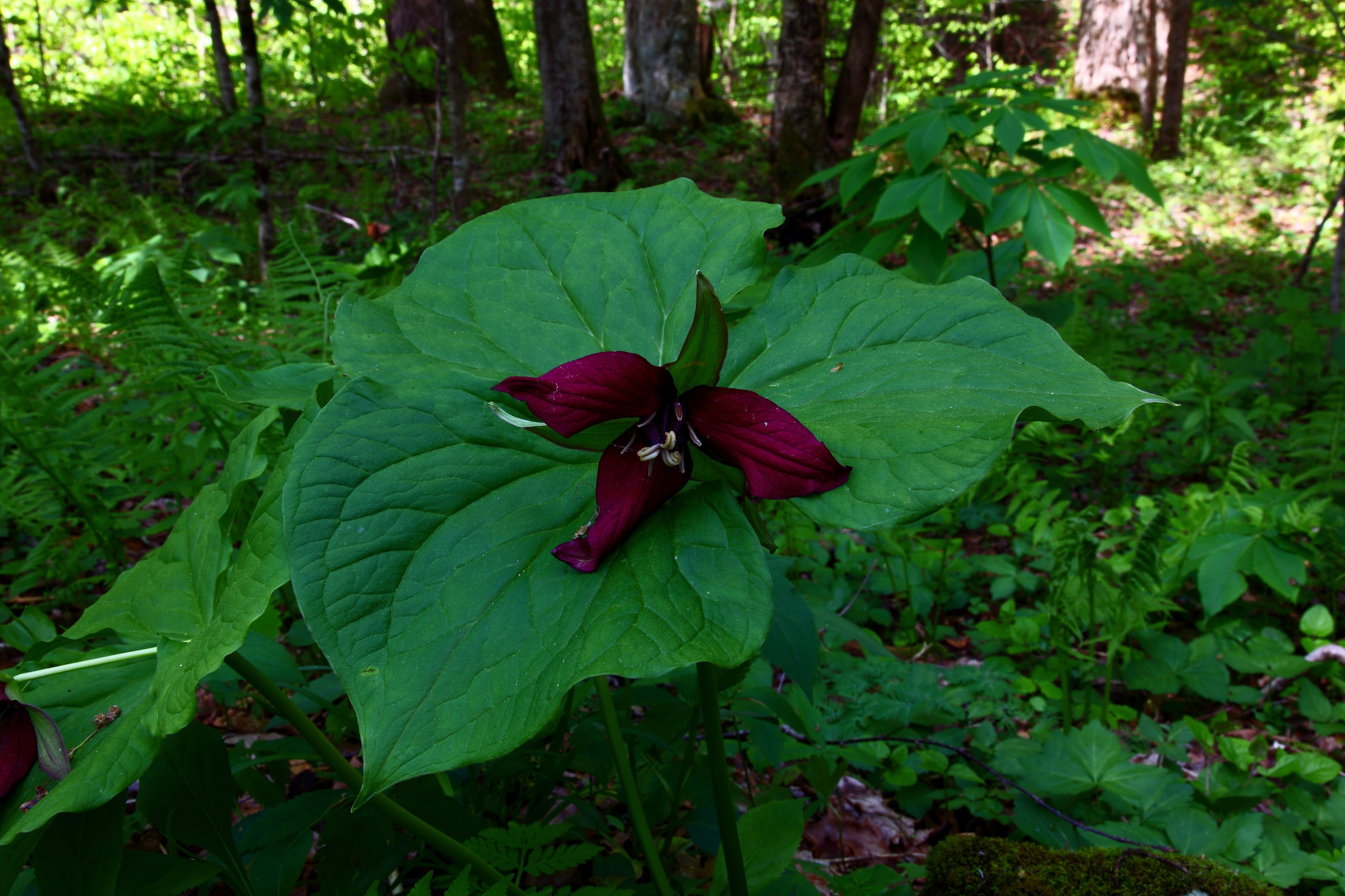 Pretty-forest-flower-along-trail - Virginia - ForestWander