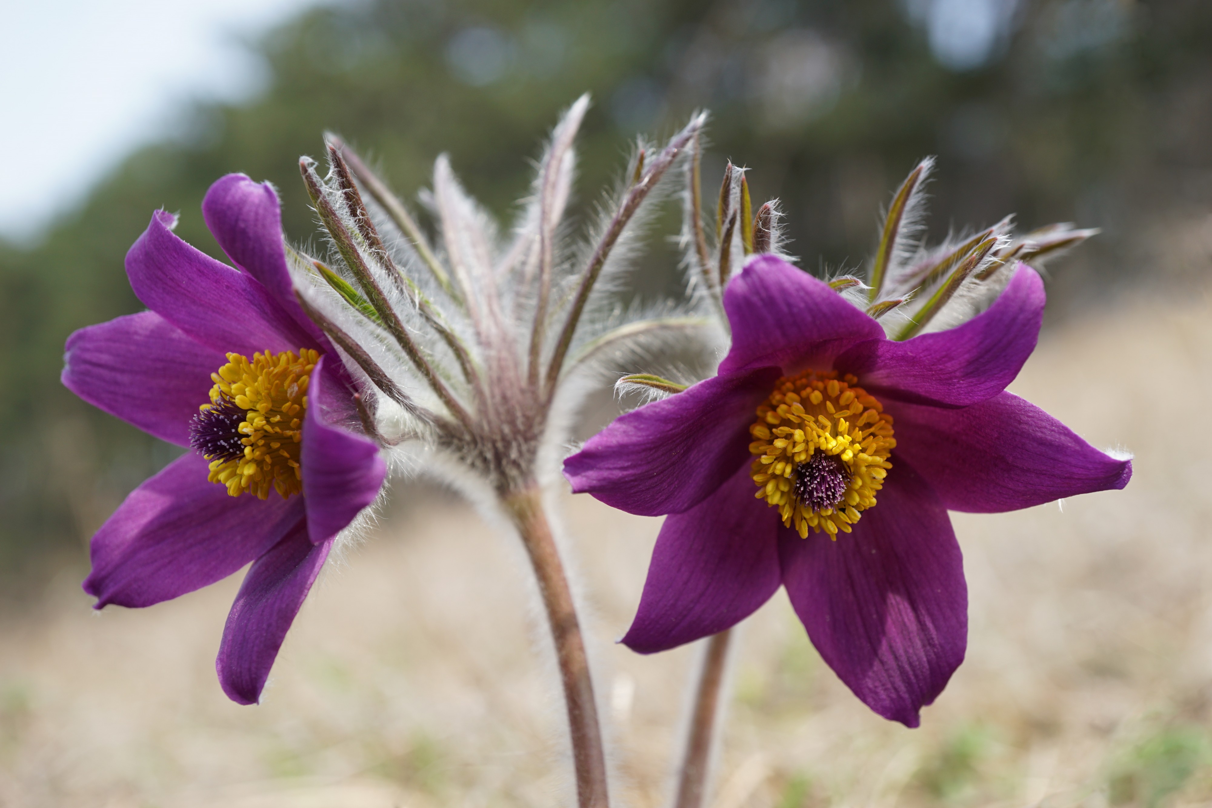 Pulsatilla sp. (27428808348)