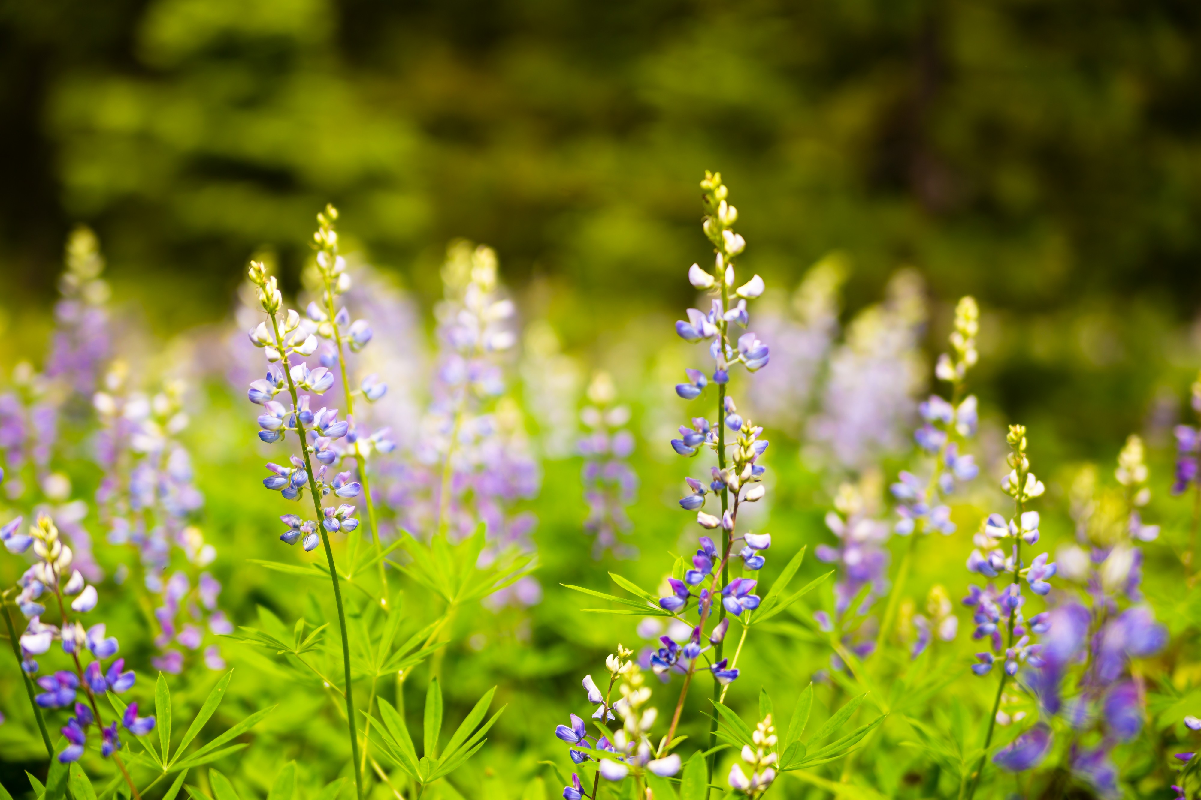 Purple Flowers -2 (22116370105)