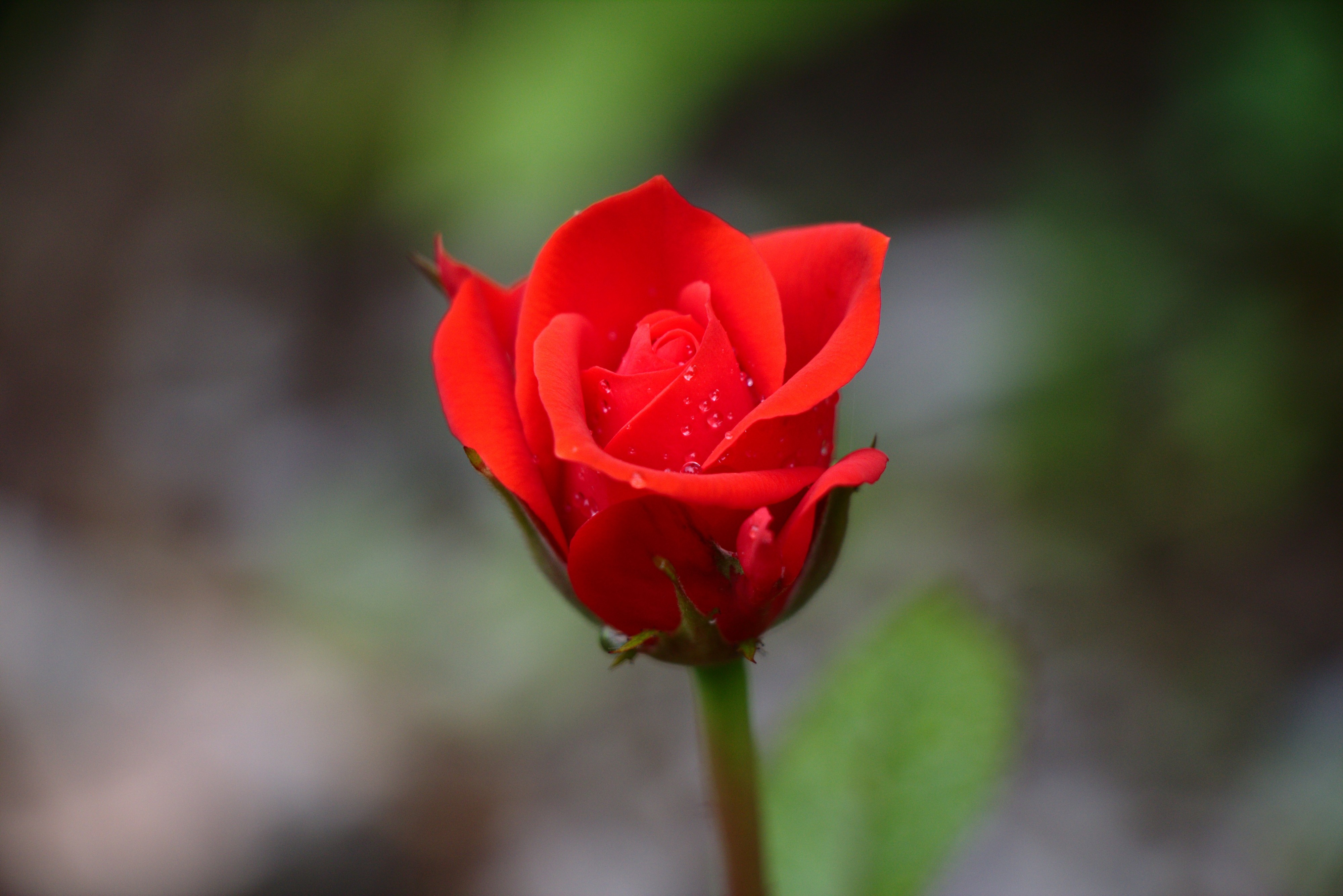 Red Rose (Rosa) With Water Droplets