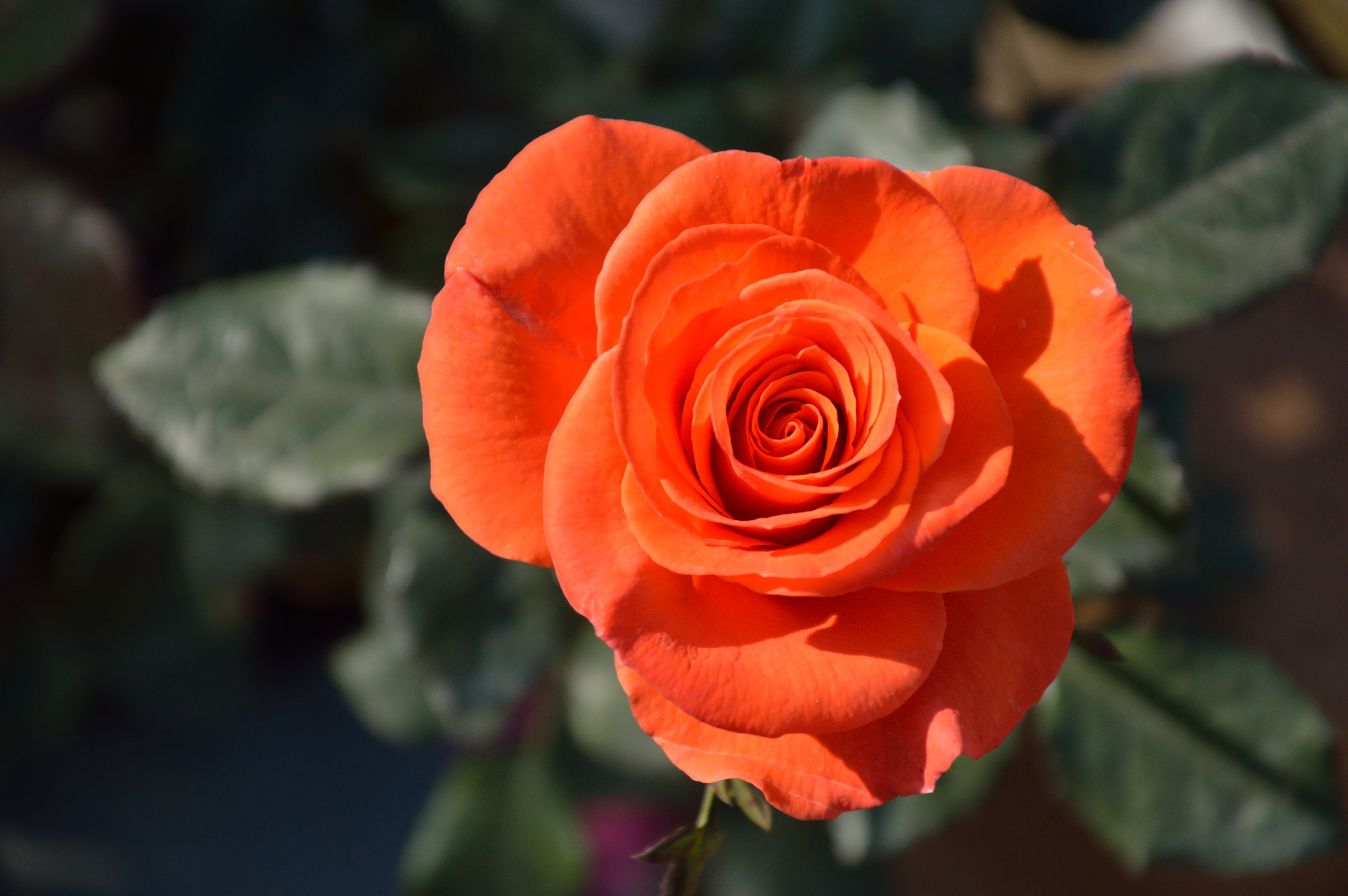 Rosa - Alipore - Kolkata 2013-02-10 4834