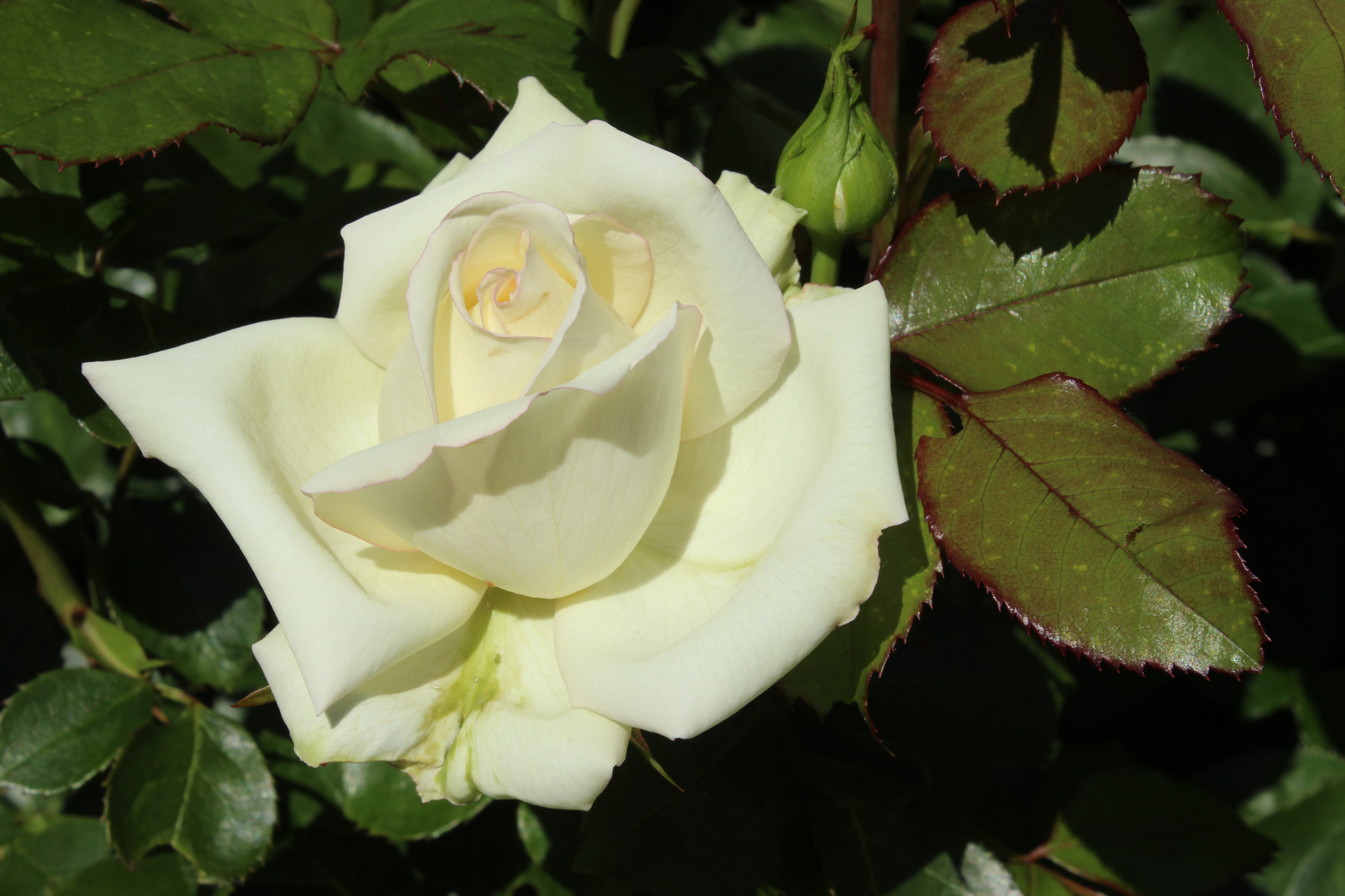 Rosa Ambiente