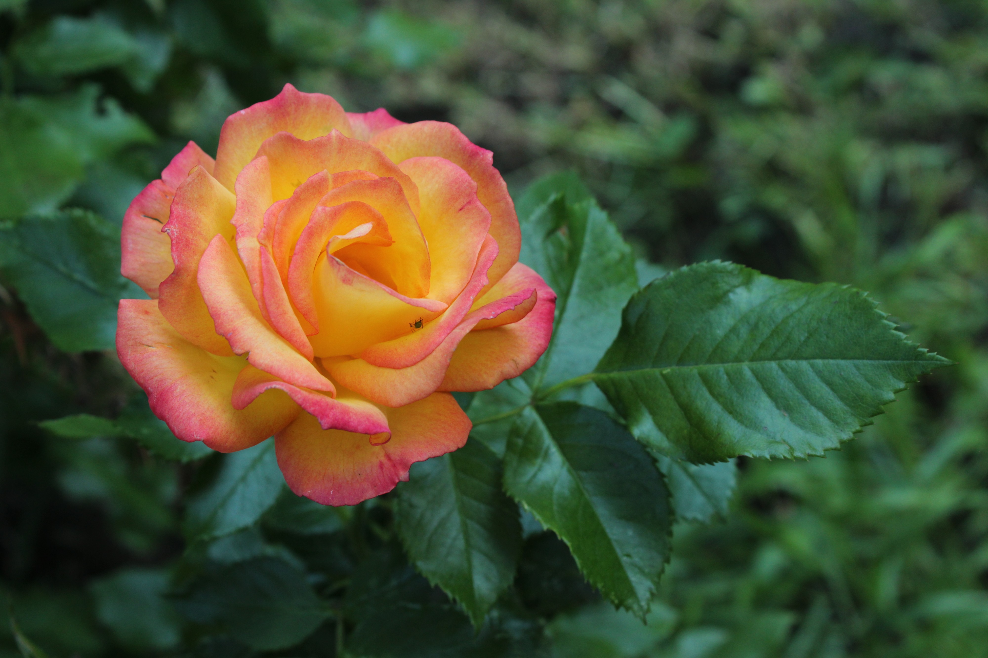 Rosa Bonanza Wettsteinpark