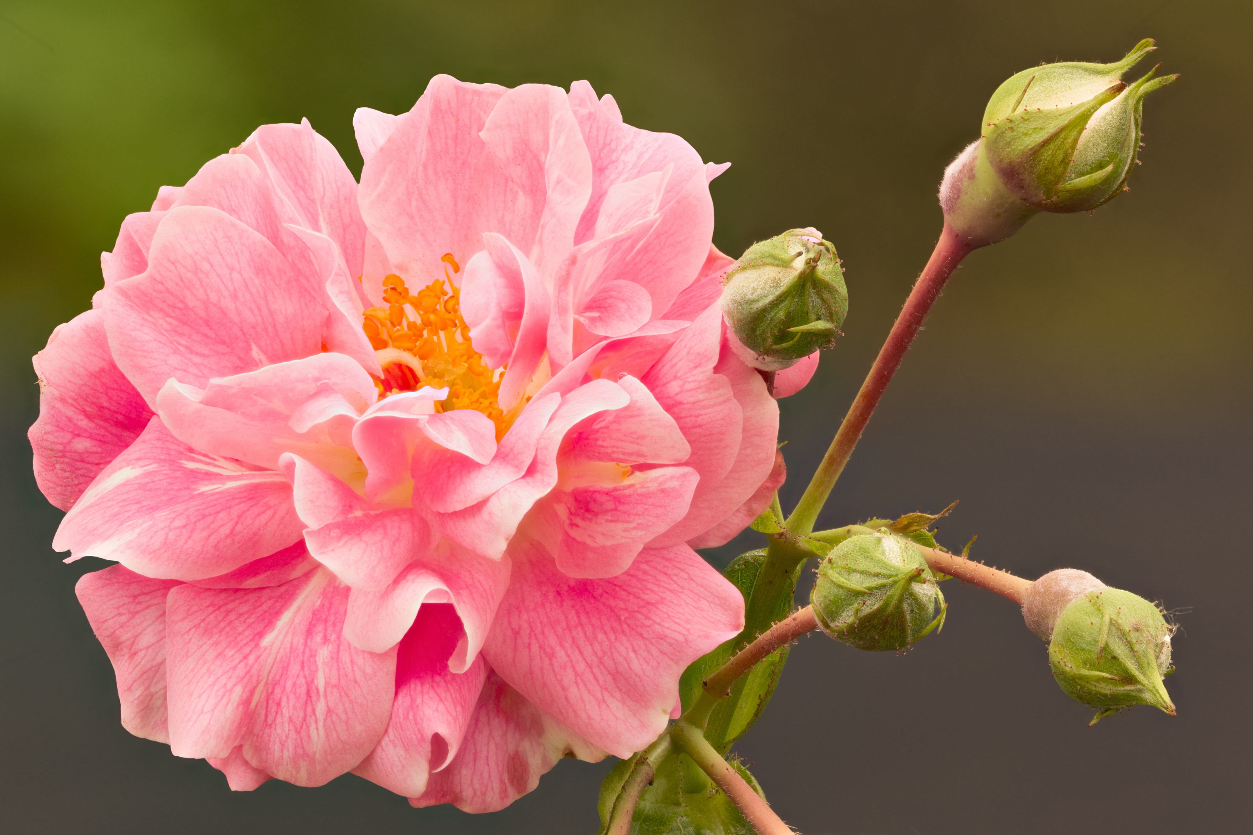 Rosa Borbonica