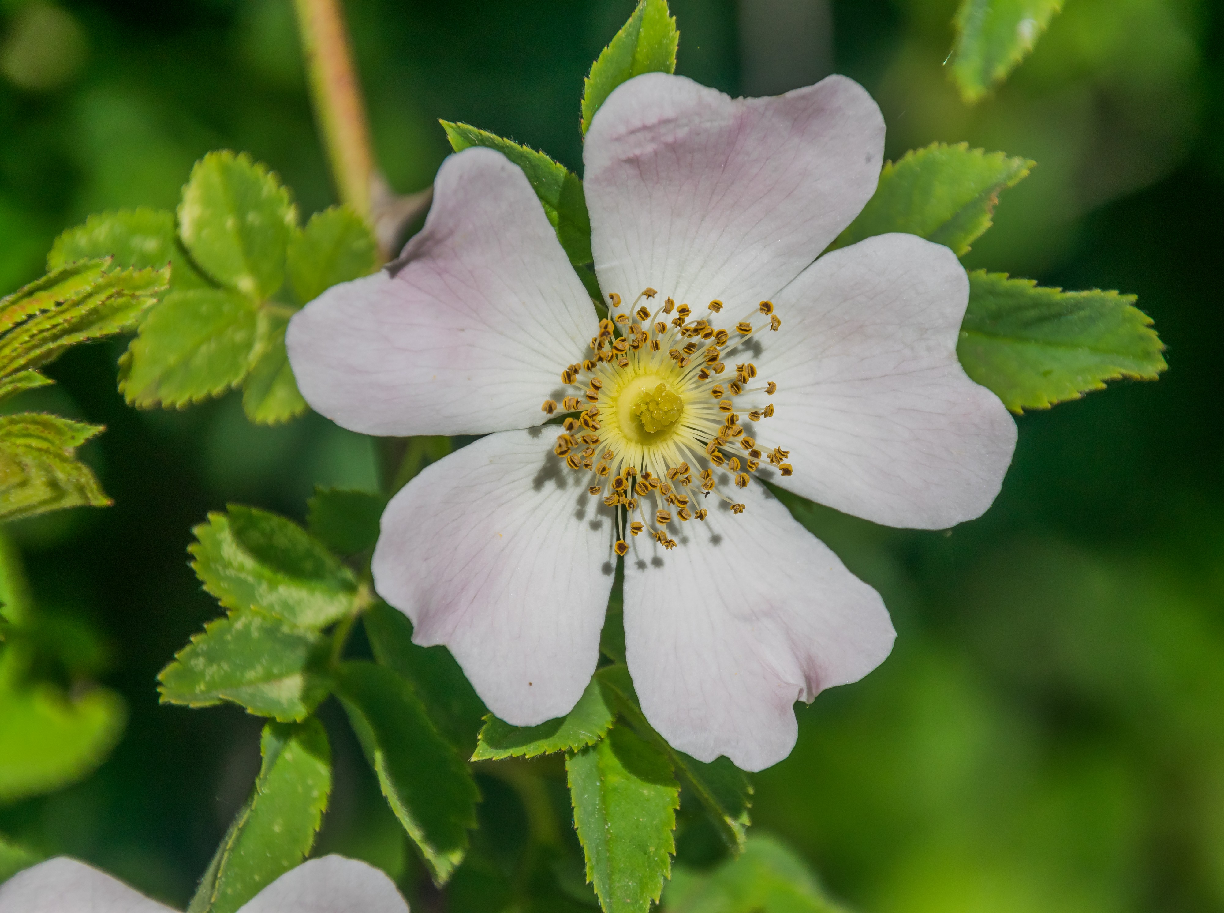 Rosa canina 20