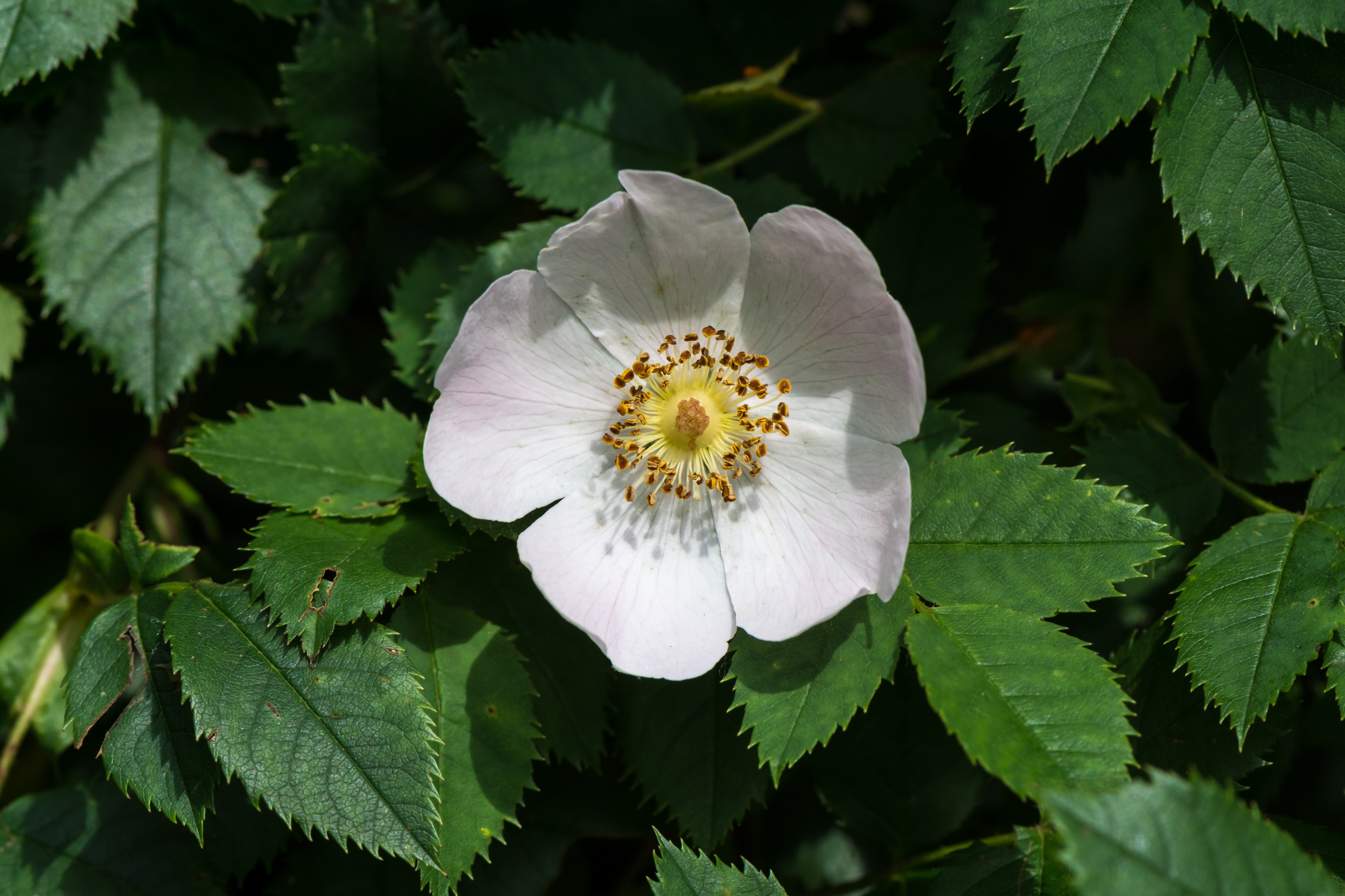Rosa canina Neulengbach 20160611 01