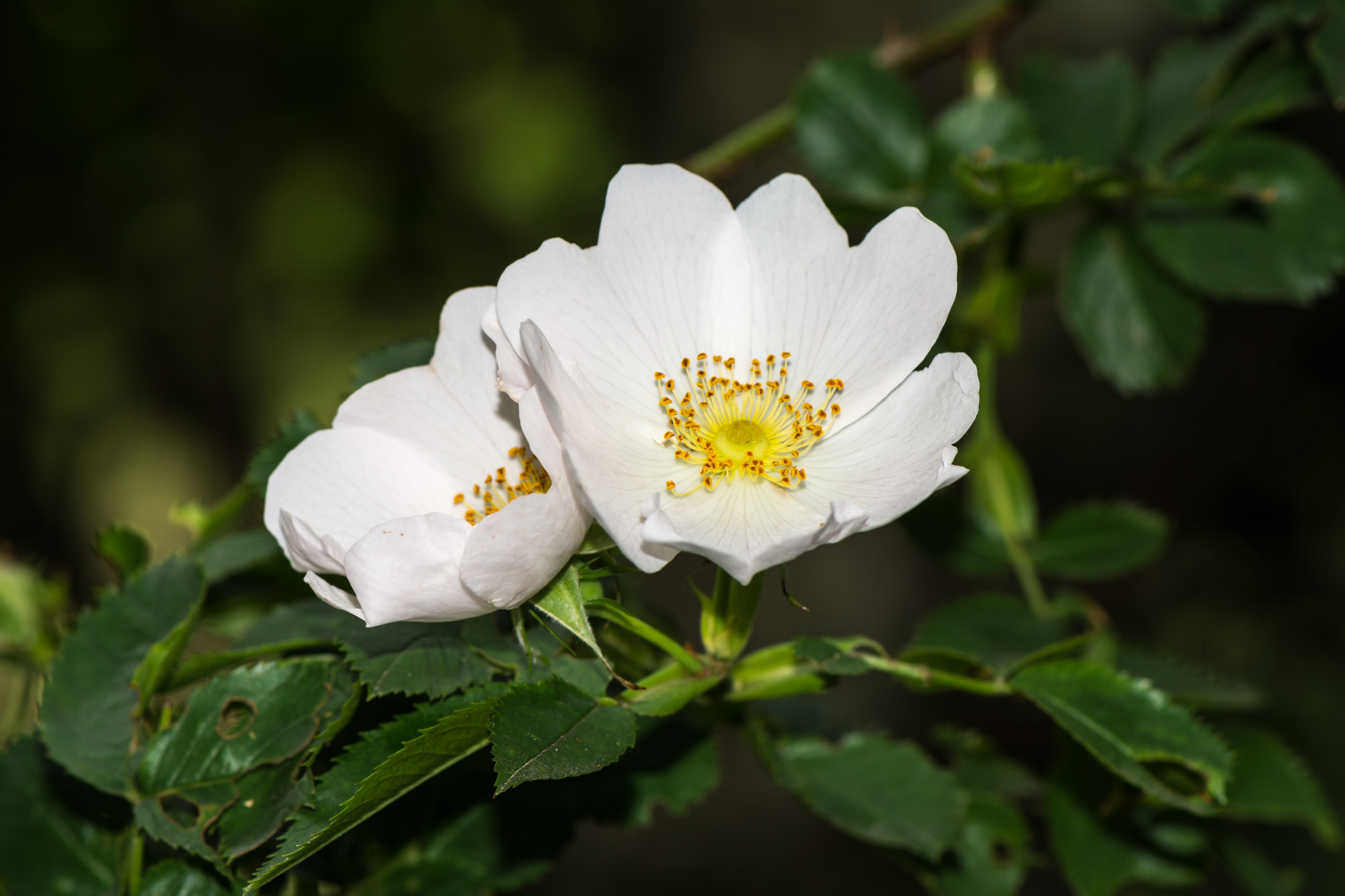 Rosa canina Neulengbach 20160611 02