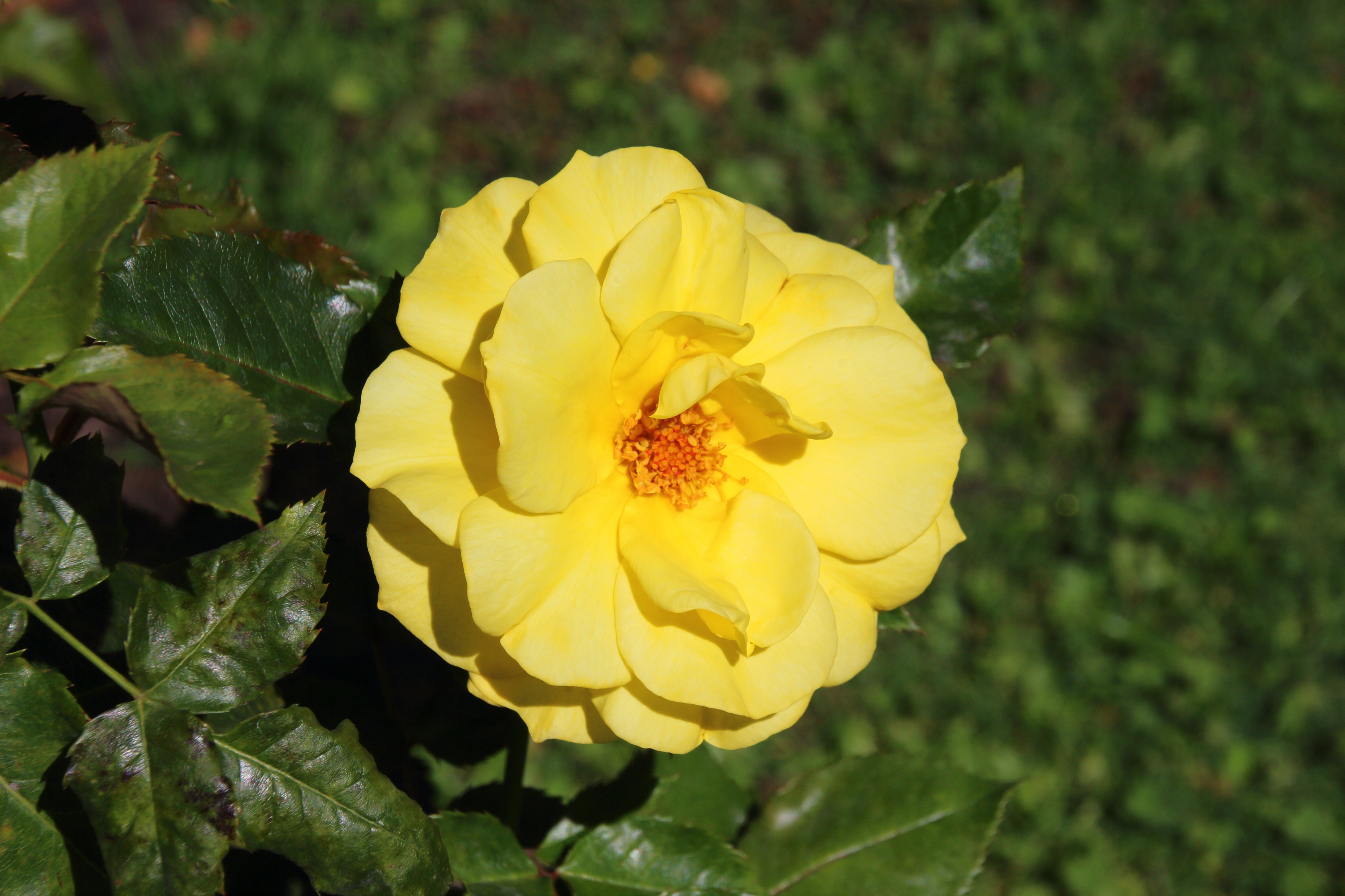 Rosa Friedensgedächtnispark Hiroshima (01)
