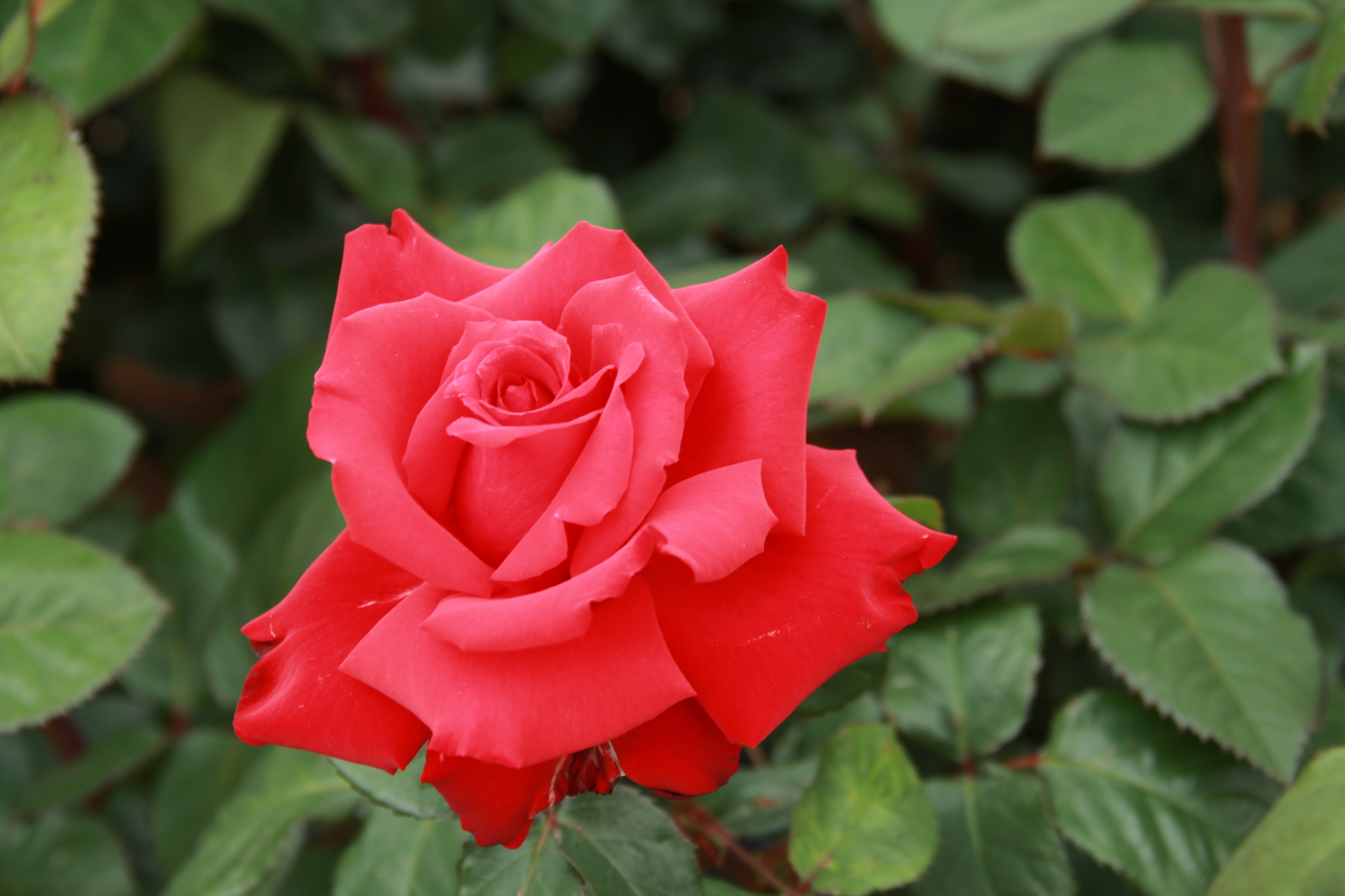 Rosa grand amore