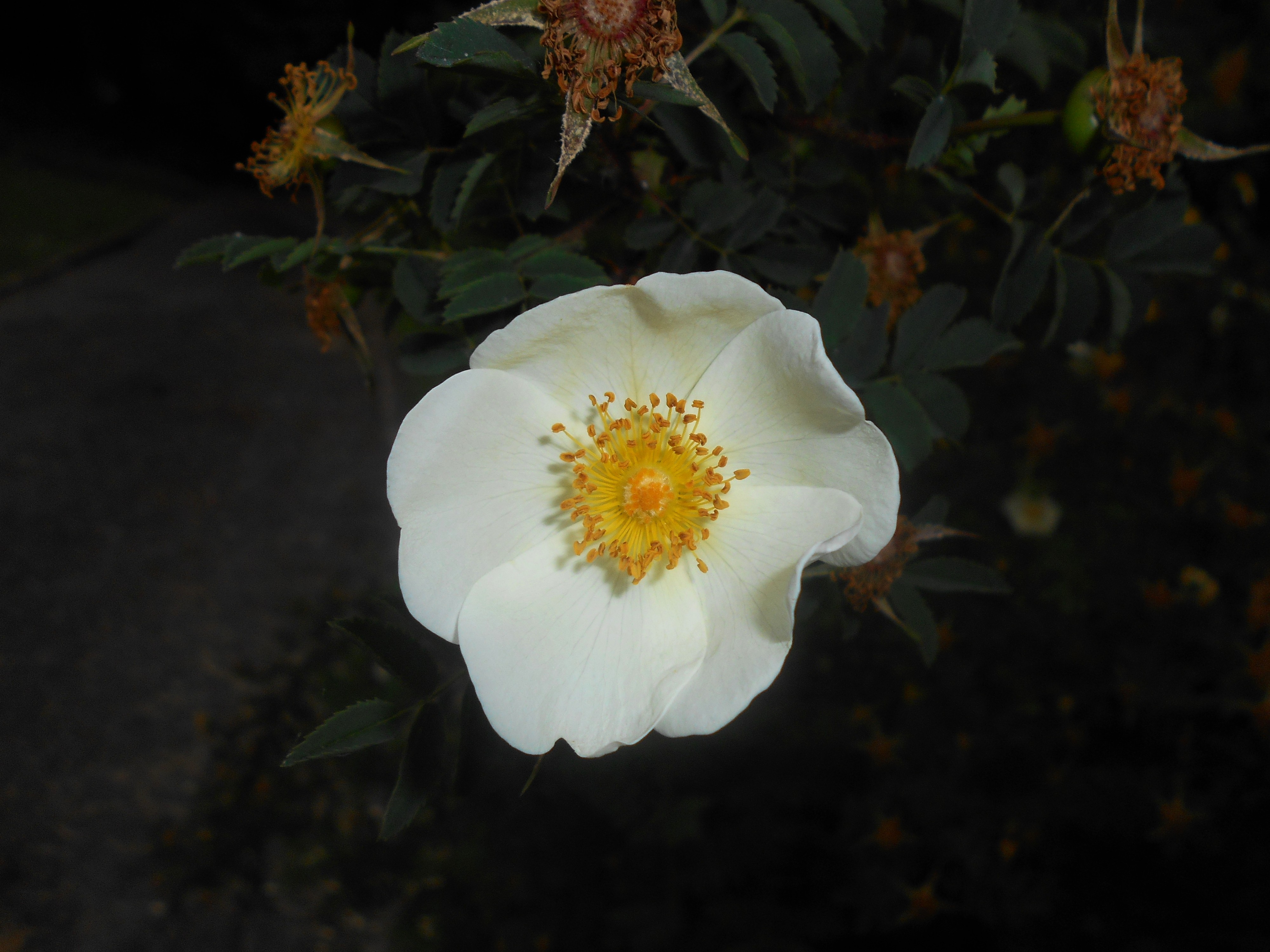 Rosa spinosissima 2016-05-31 2290