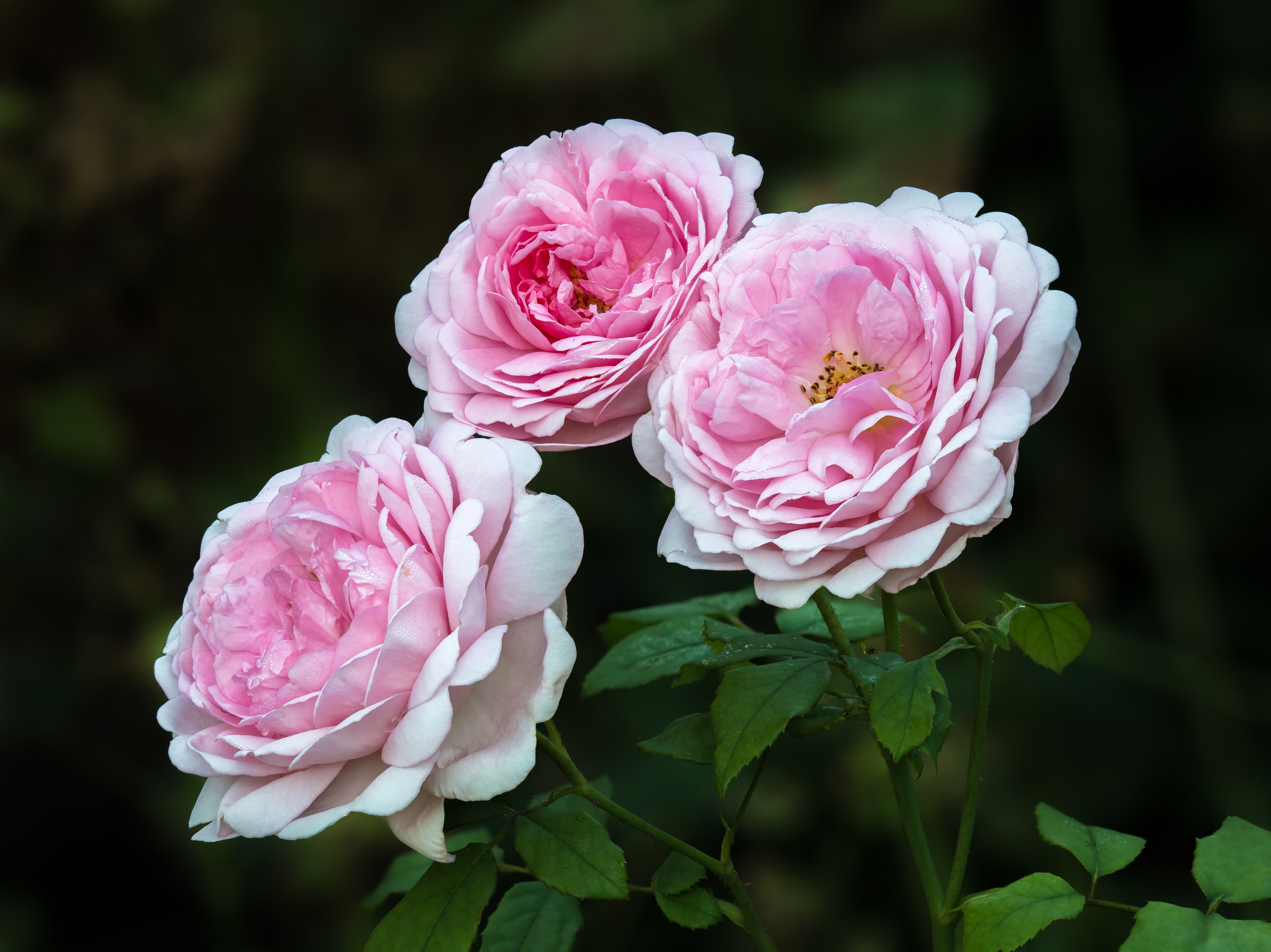 Rose Wife of Bath 17RM2420-PSD