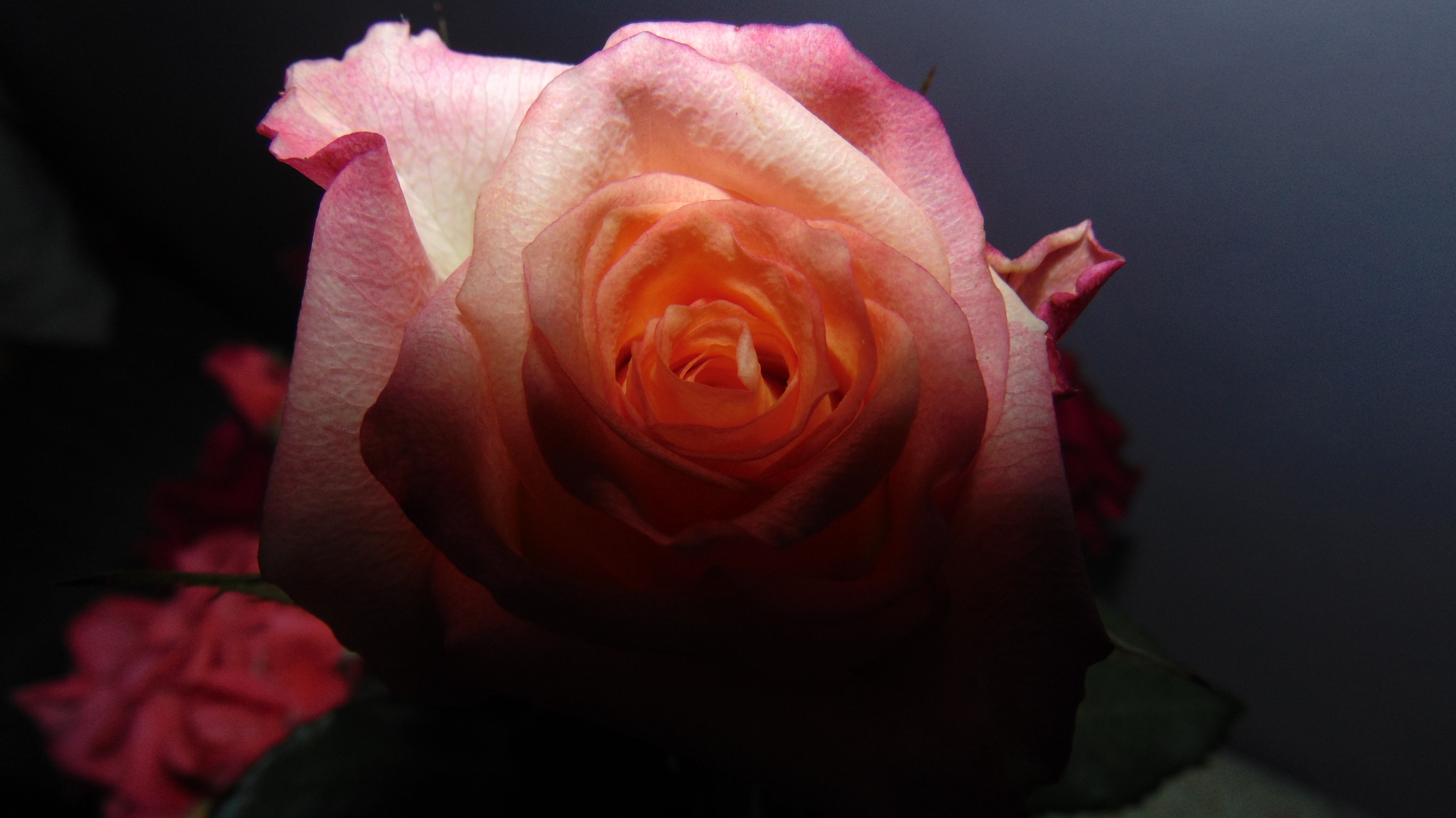 Roses in dark