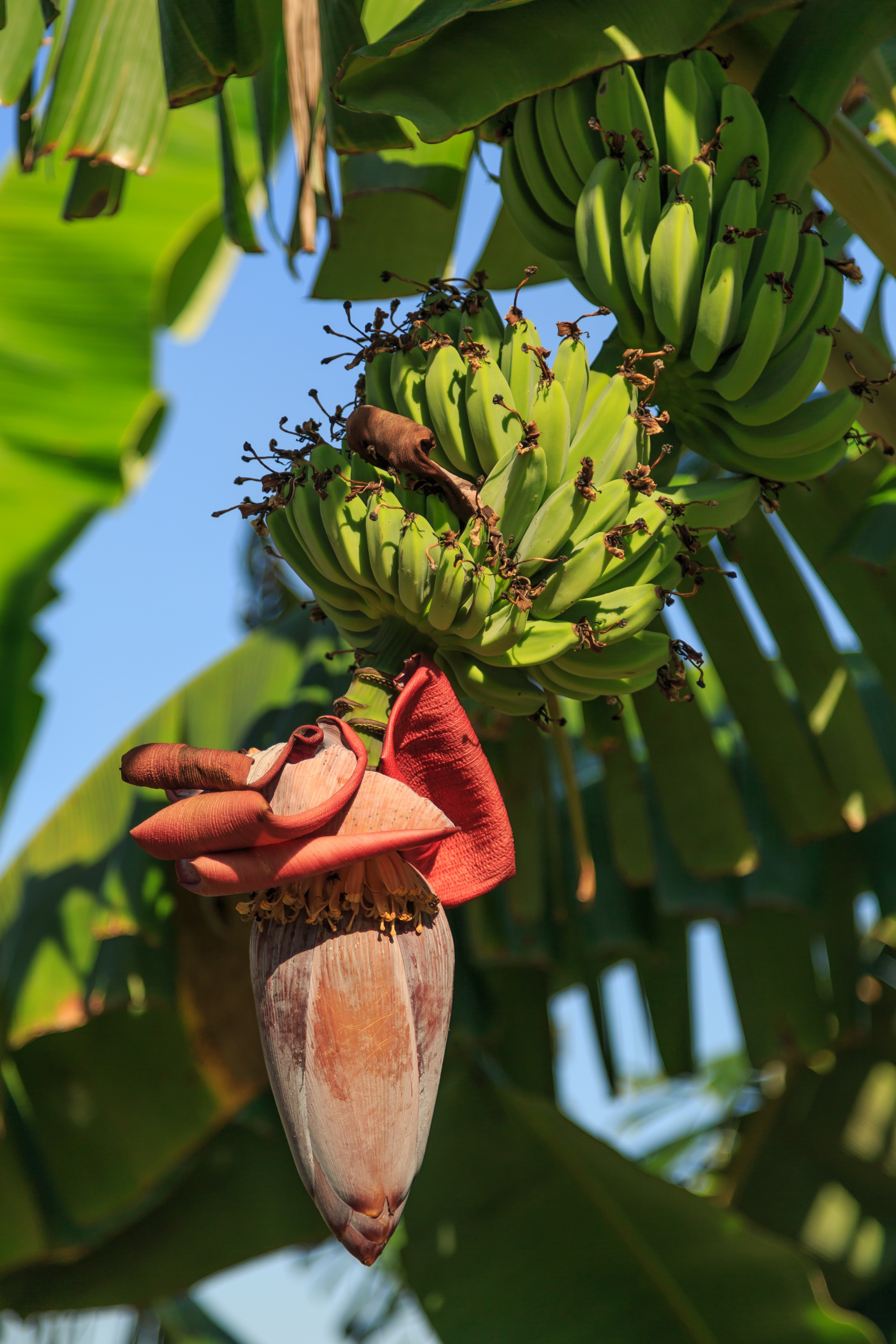 Sandakan Sabah Banana-flower-01