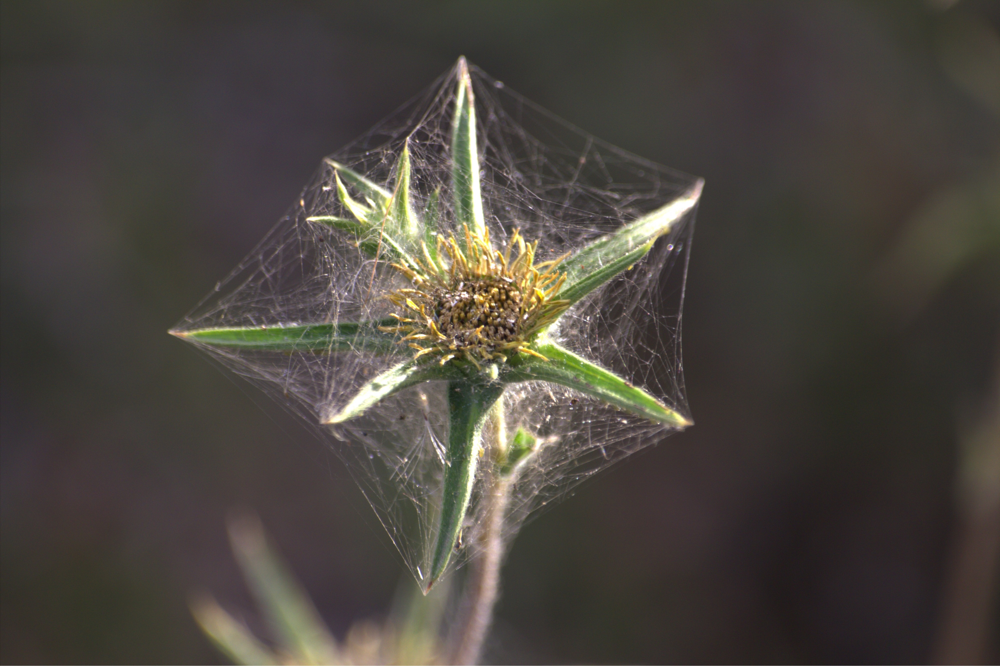 Spider Web Covered with Flower