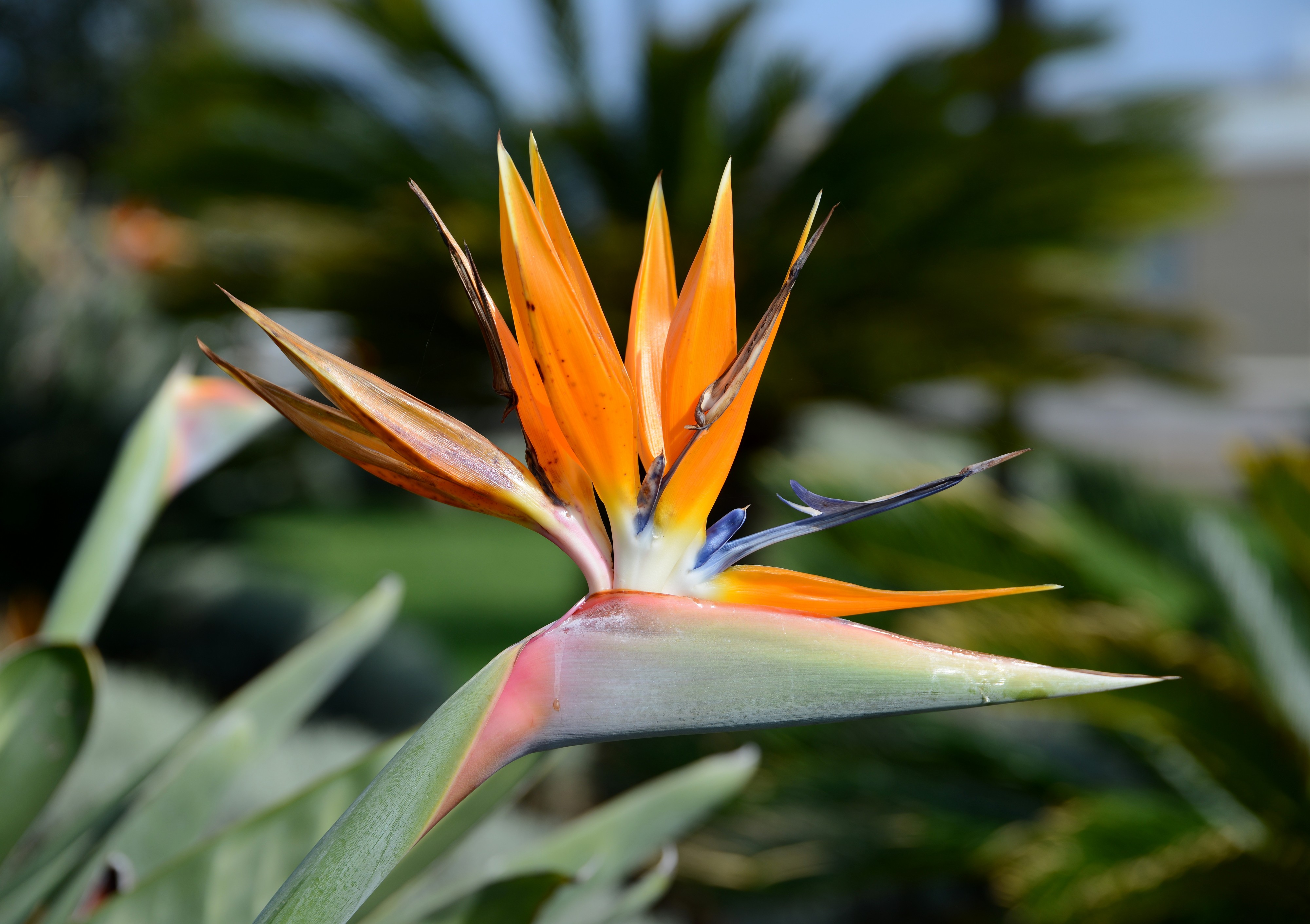 Strelitzia April 2015-1