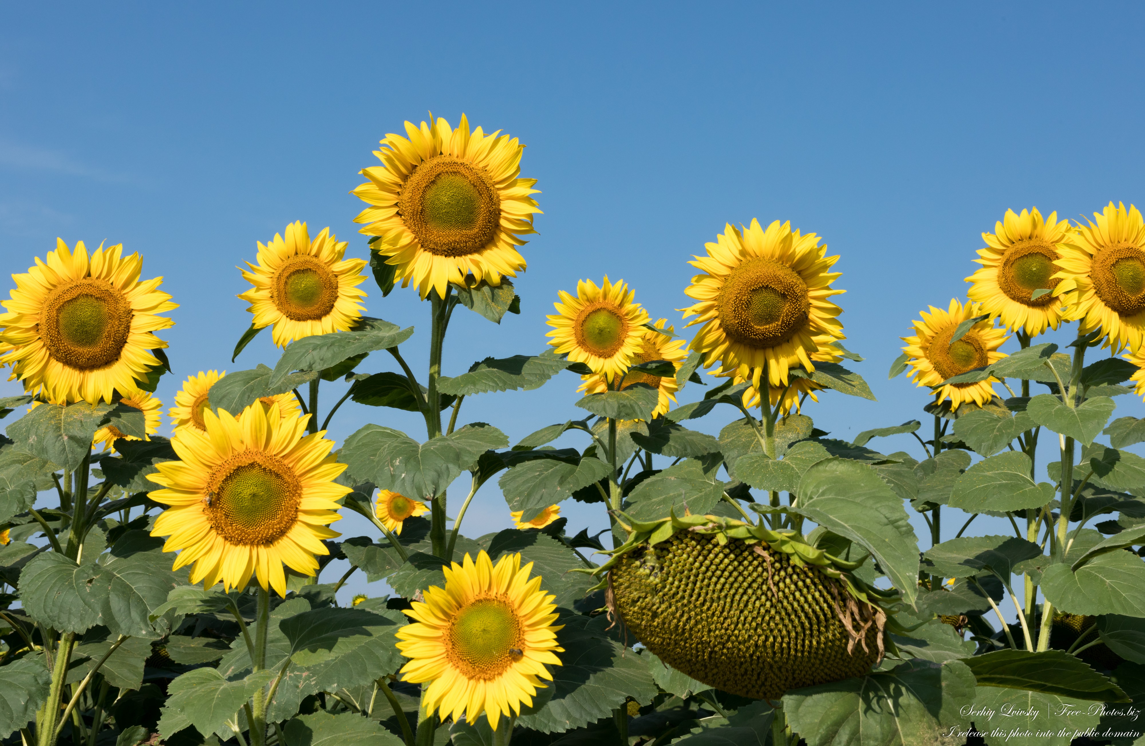 sunflowers in Rivne region of Ukraine photographed in August 2023 by Serhiy Lvivsky, picture 2
