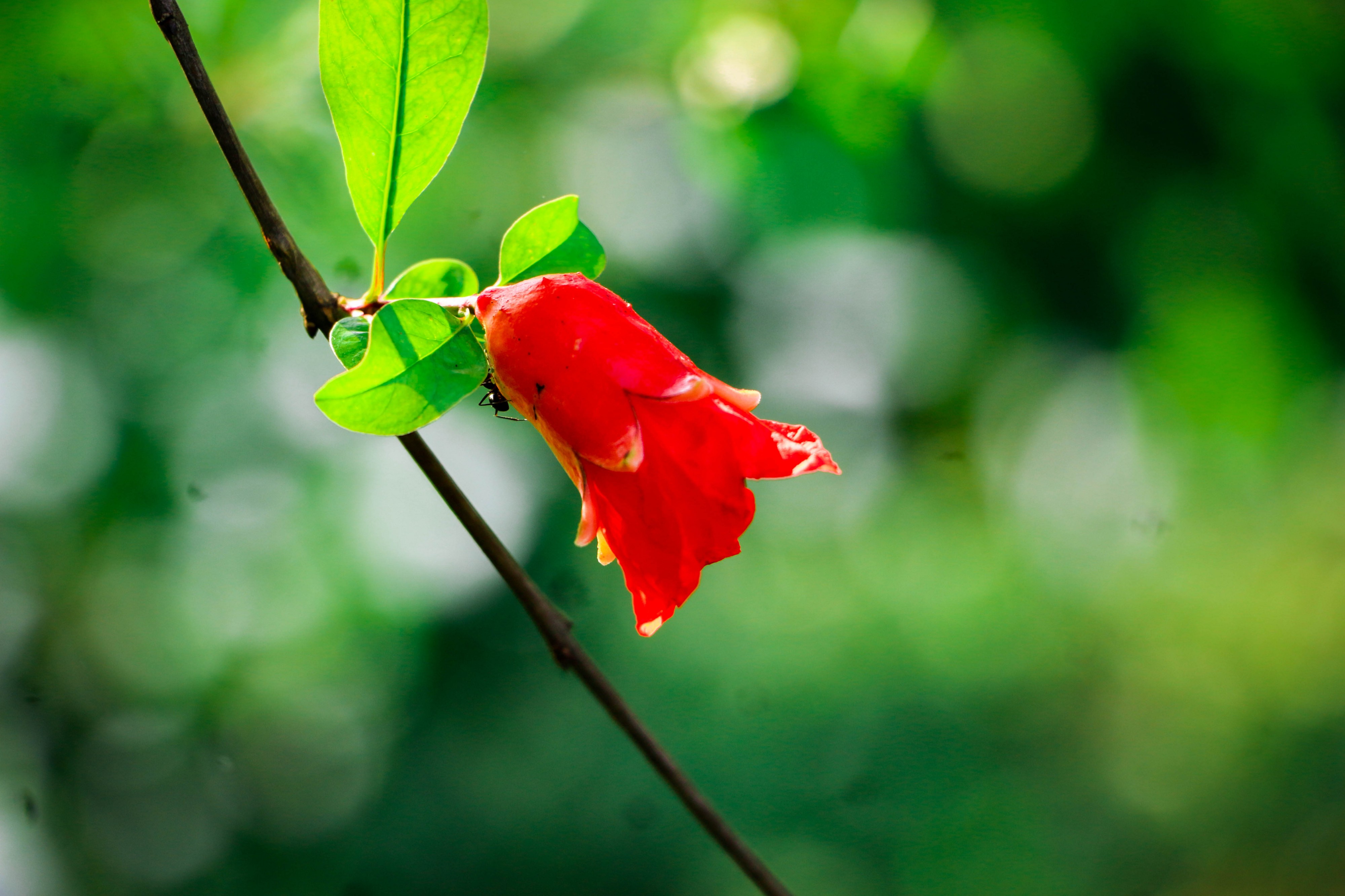 Sweetness of nature