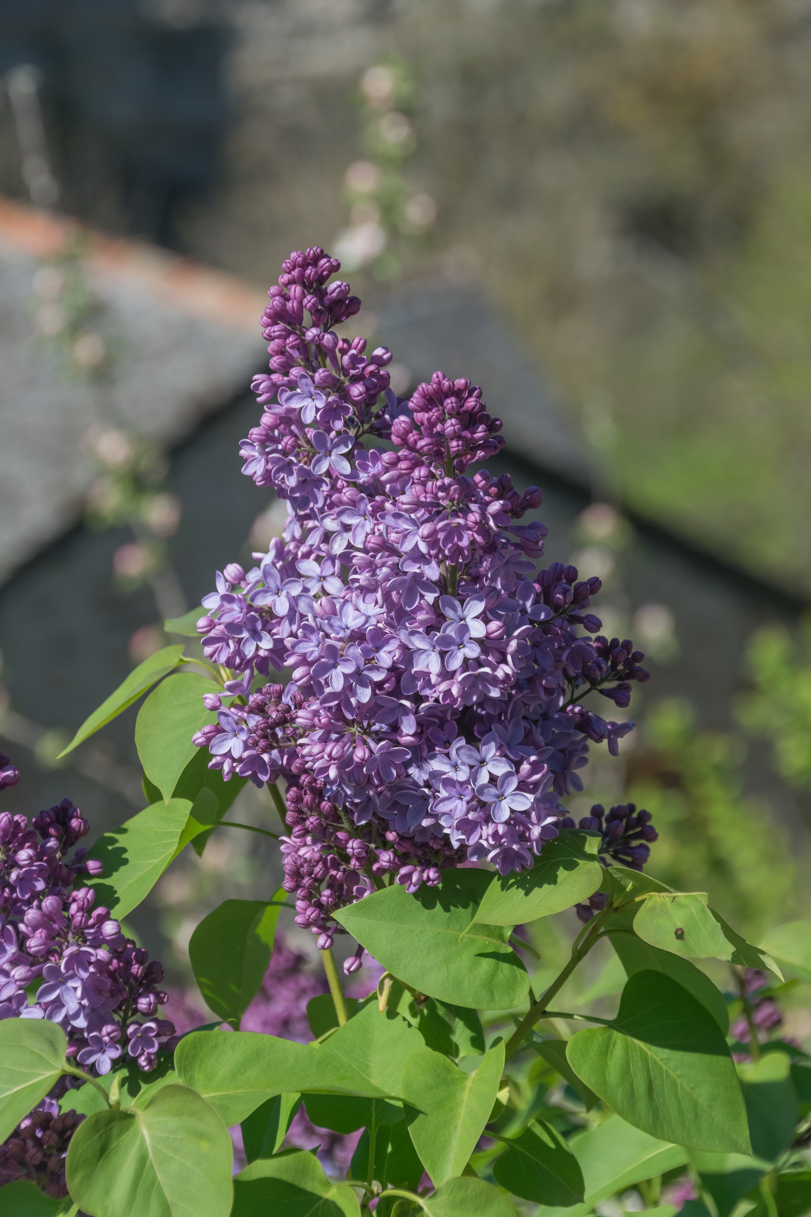 Syringa vulgaris flowers