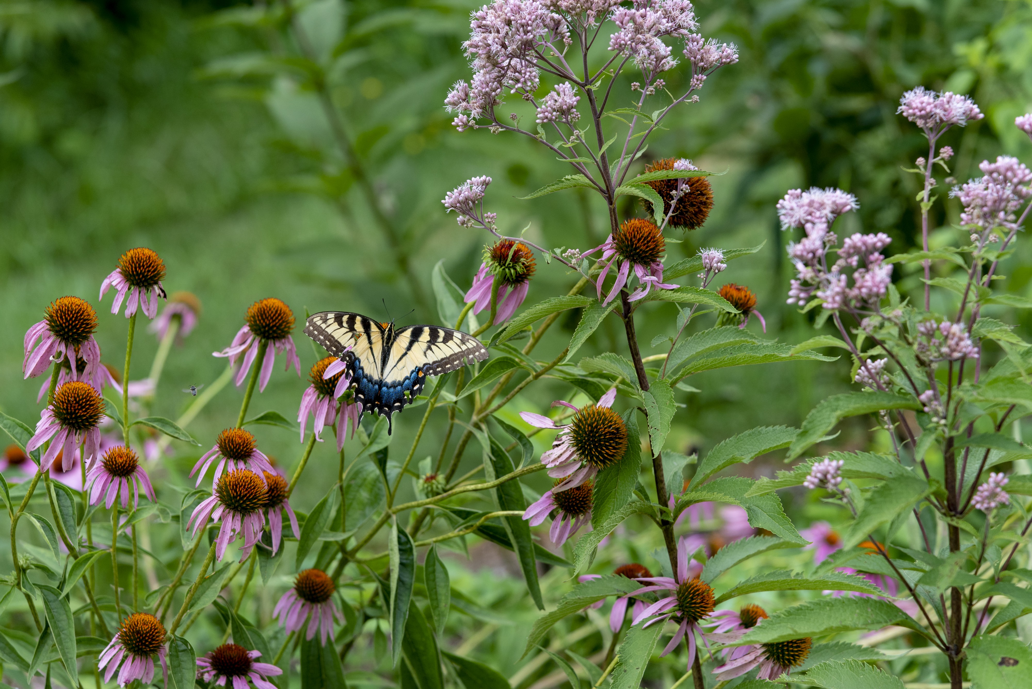 Three Creeks - Papilio glaucus (female) on Echinacea purpurea 2