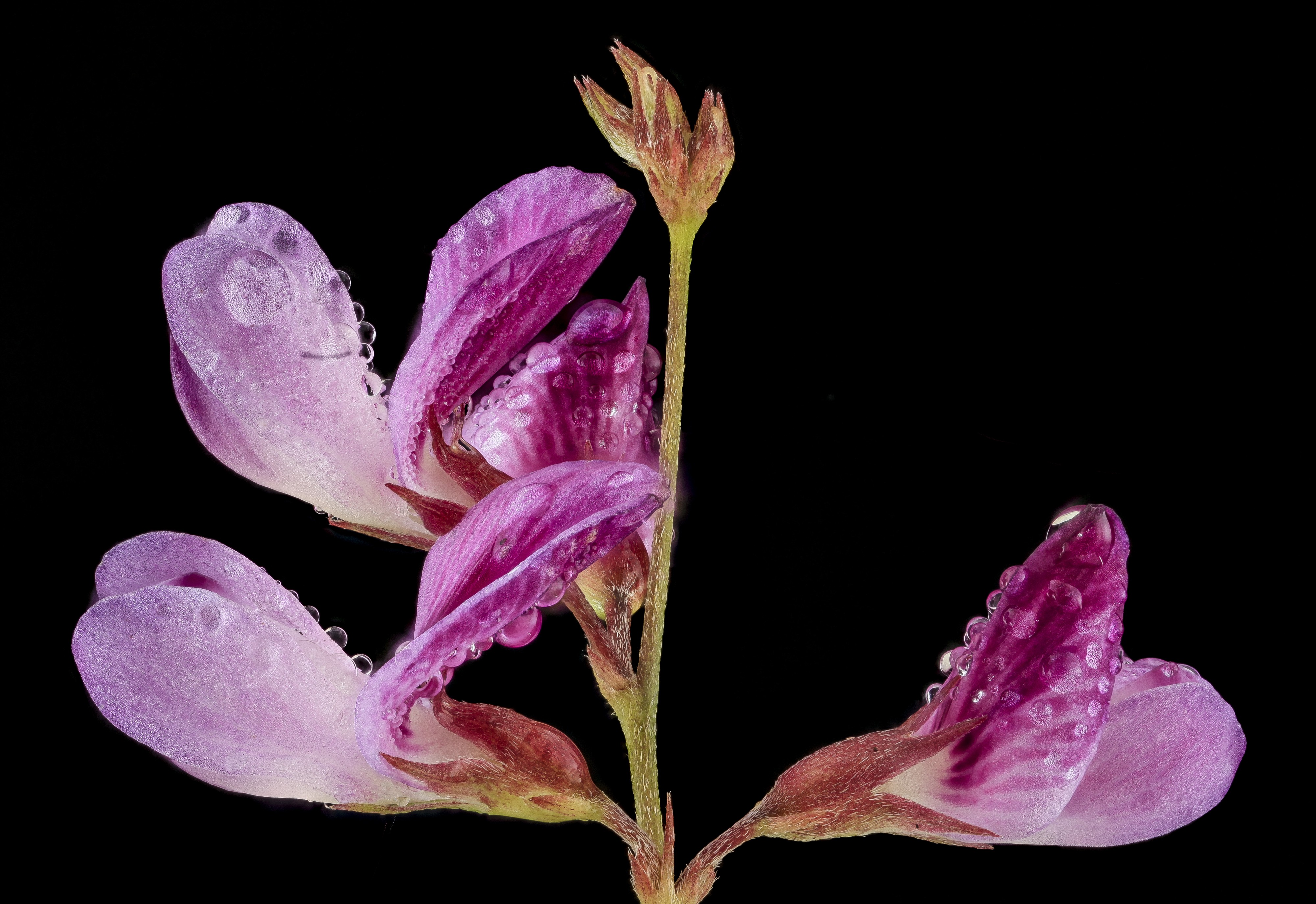 Ticktrefoil flower with dew, MD, PG County 2013-08-20-12.44.12 ZS PMax (9557945702)