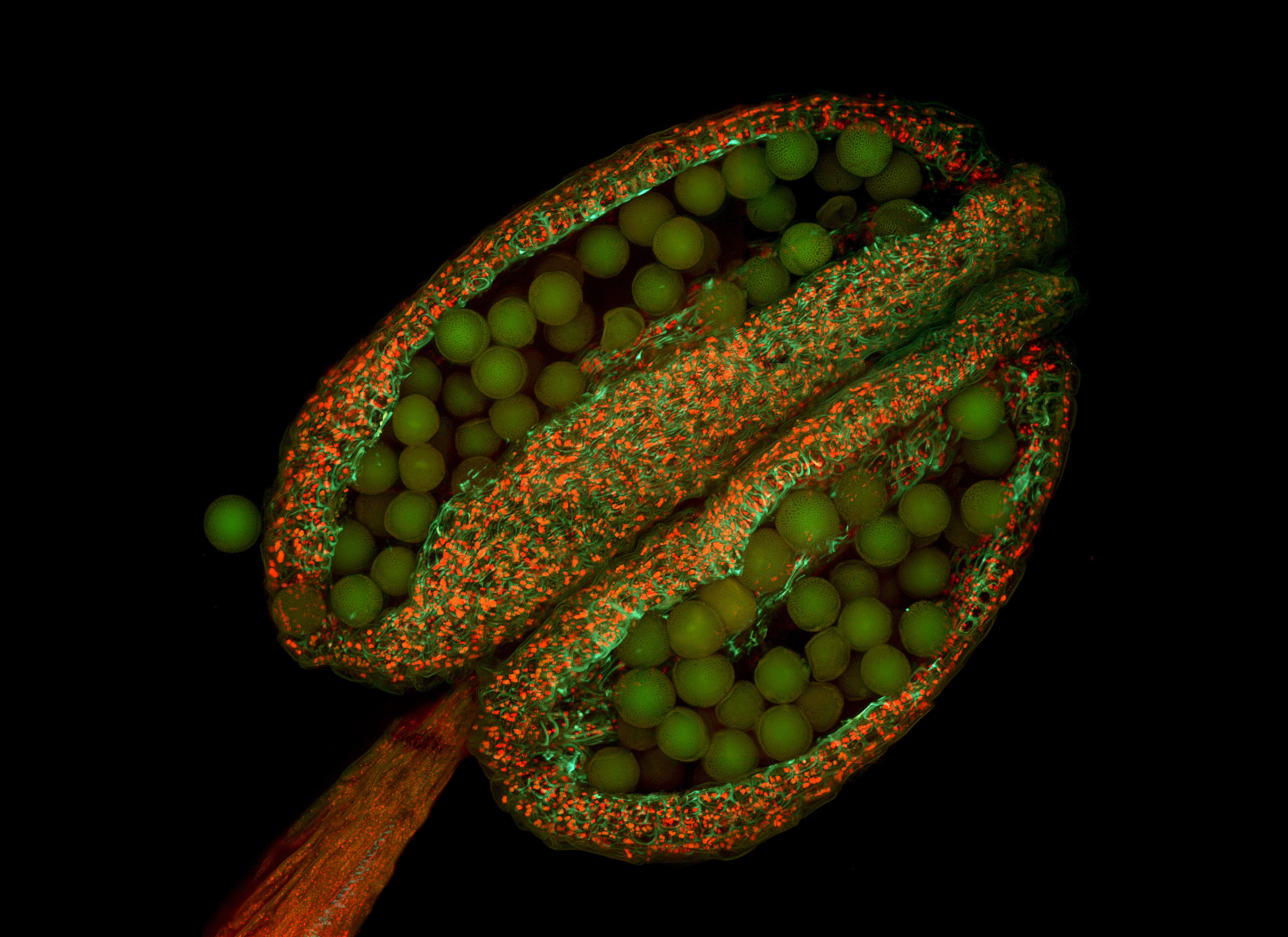 Пыльца и споры. Пыльца цветковых растений под микроскопом. Пыльца микрофотографии. Пыльца цветкового растения под микроскопом. Микрофотография пыльцы покрытосеменных.