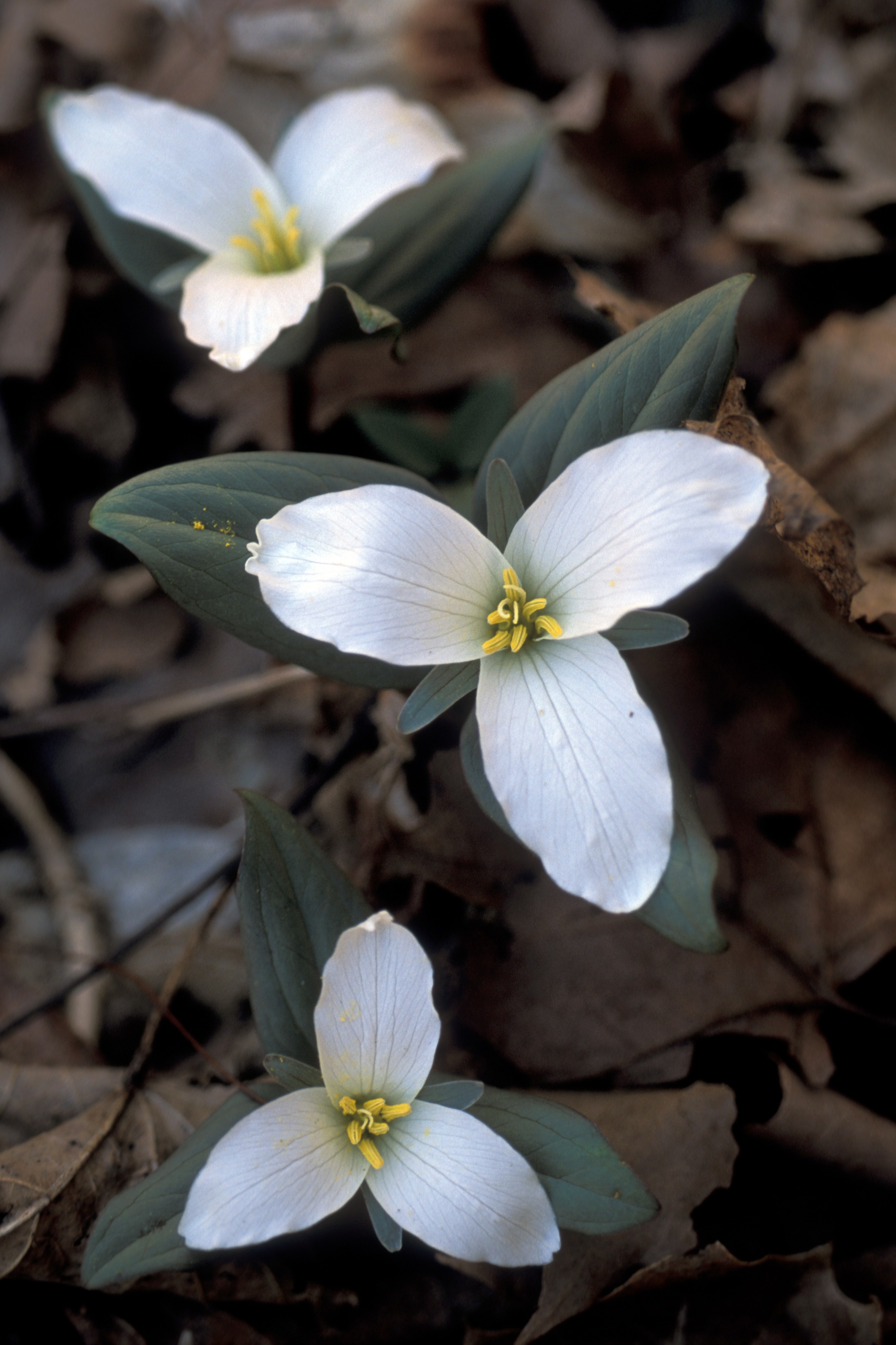 Trillium nivale FWS-3