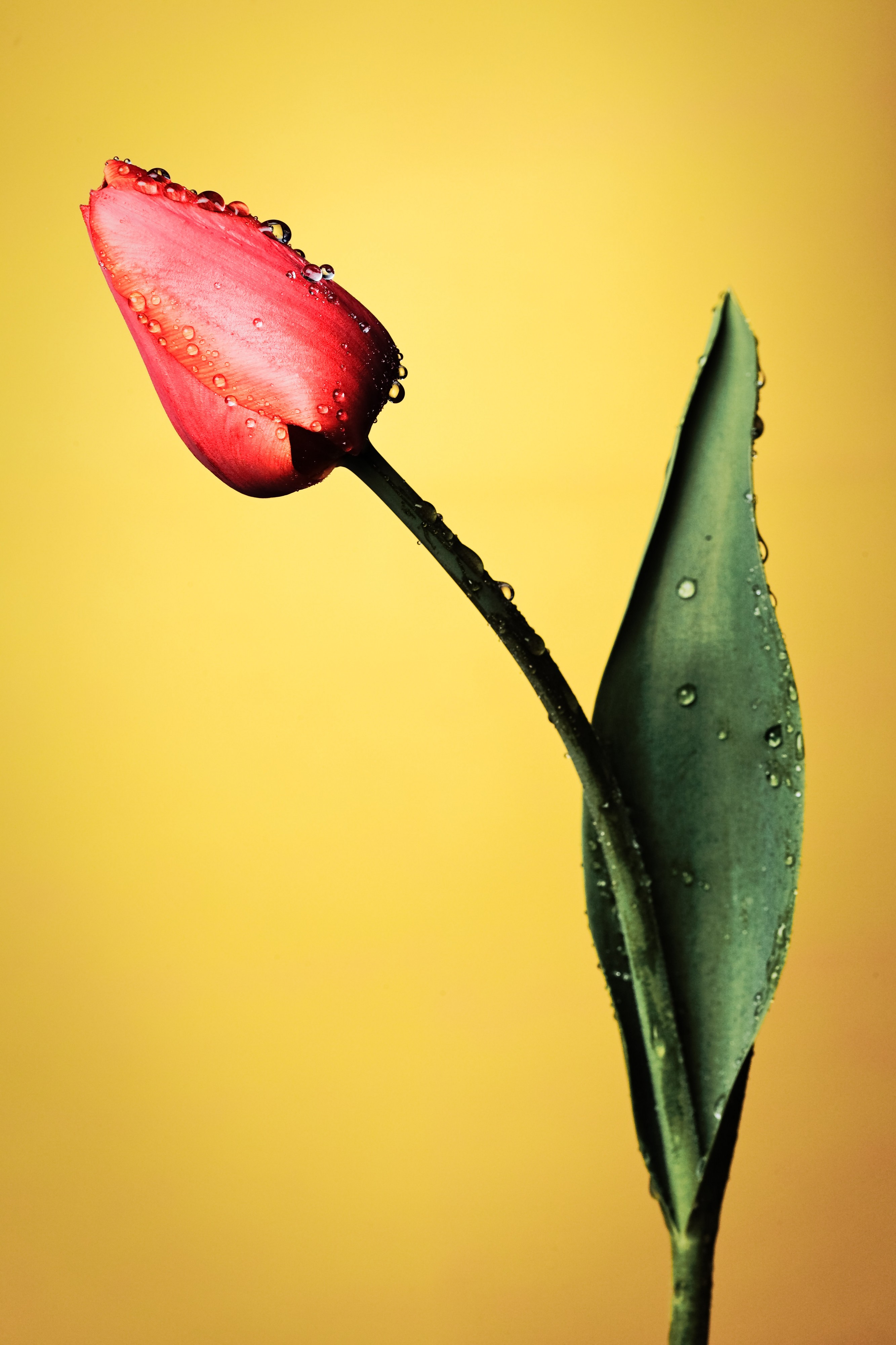 Tulip (4527241432)