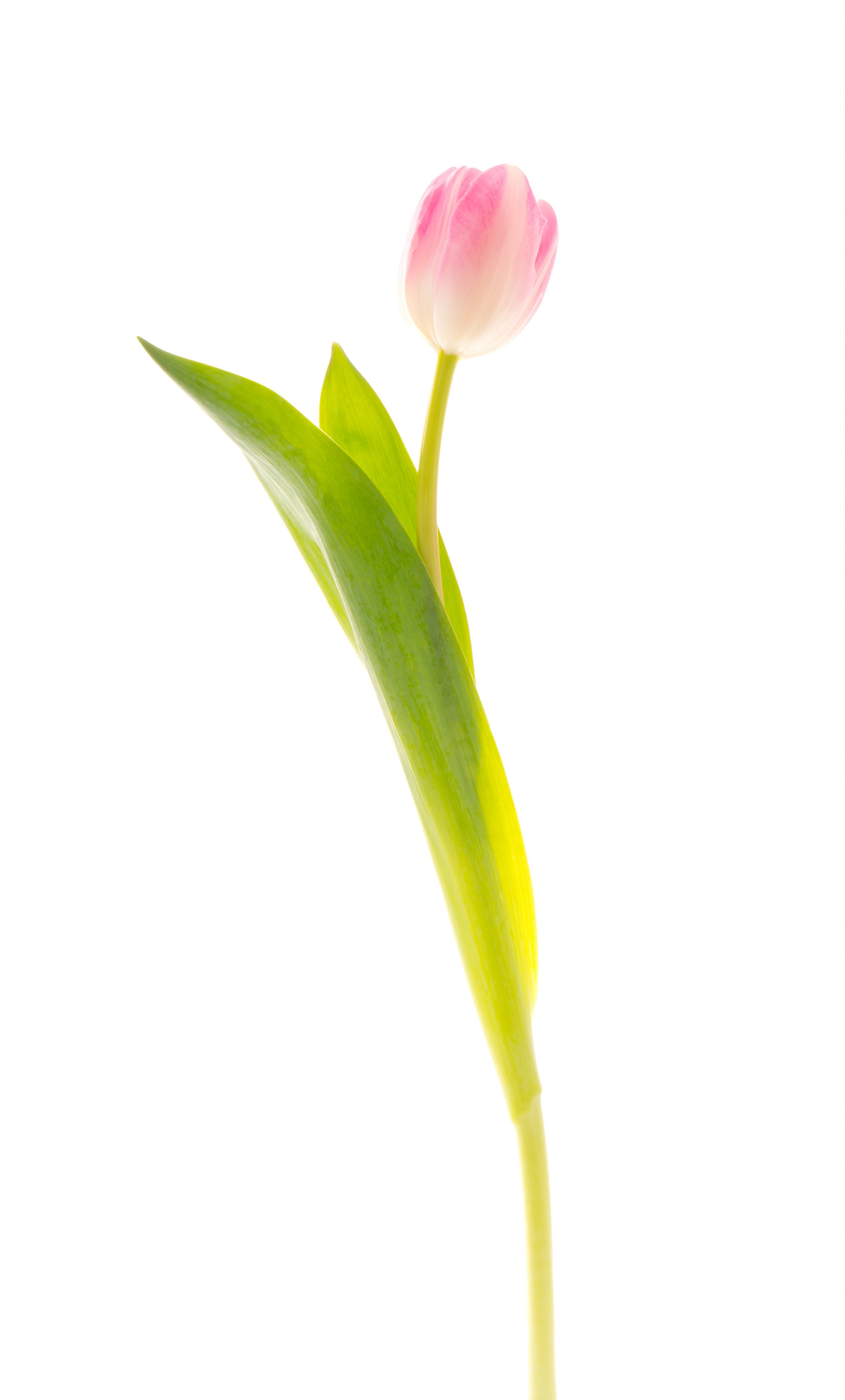 Tulip (5527681298)