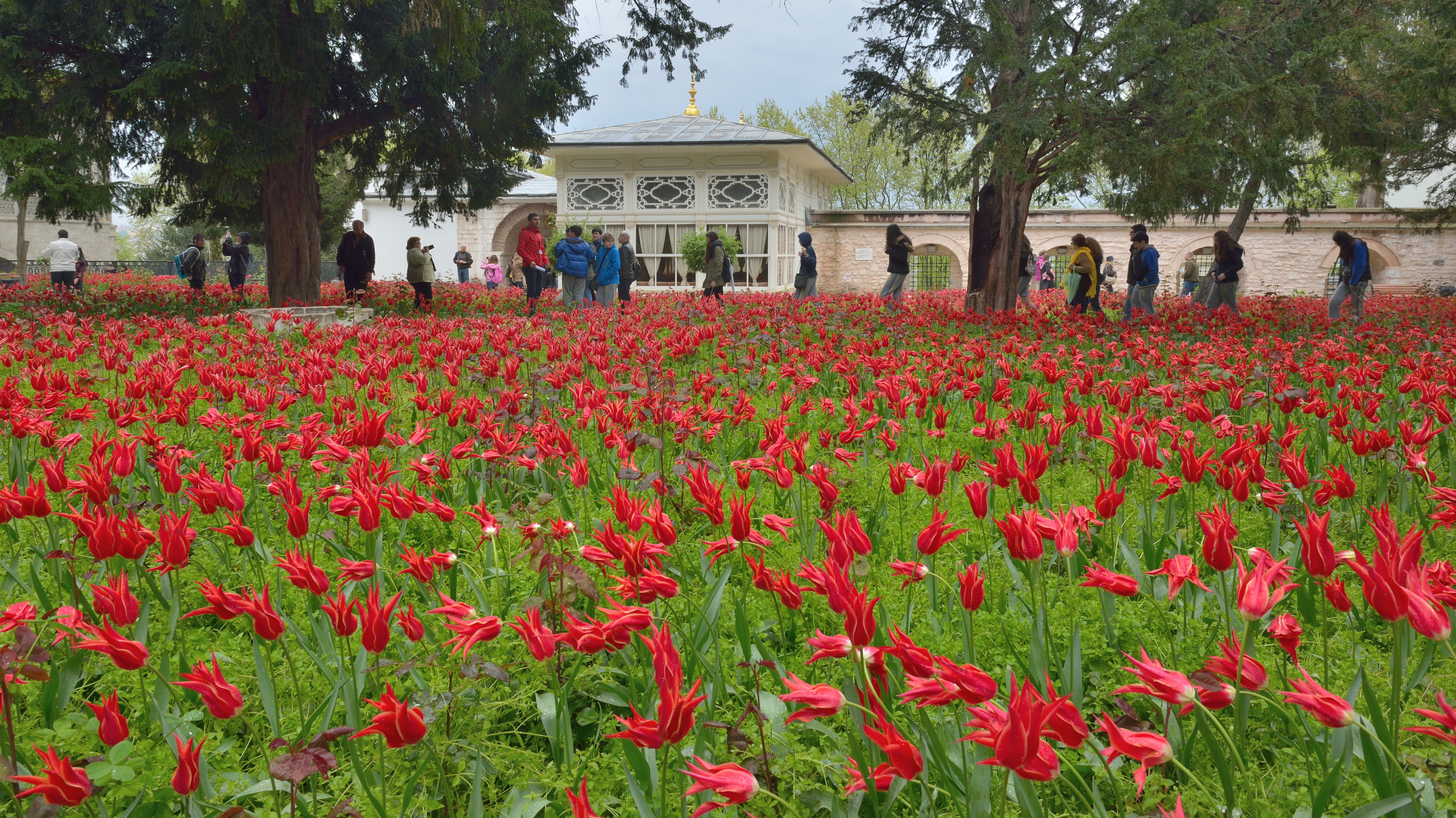 Tulip garden in Istanbul