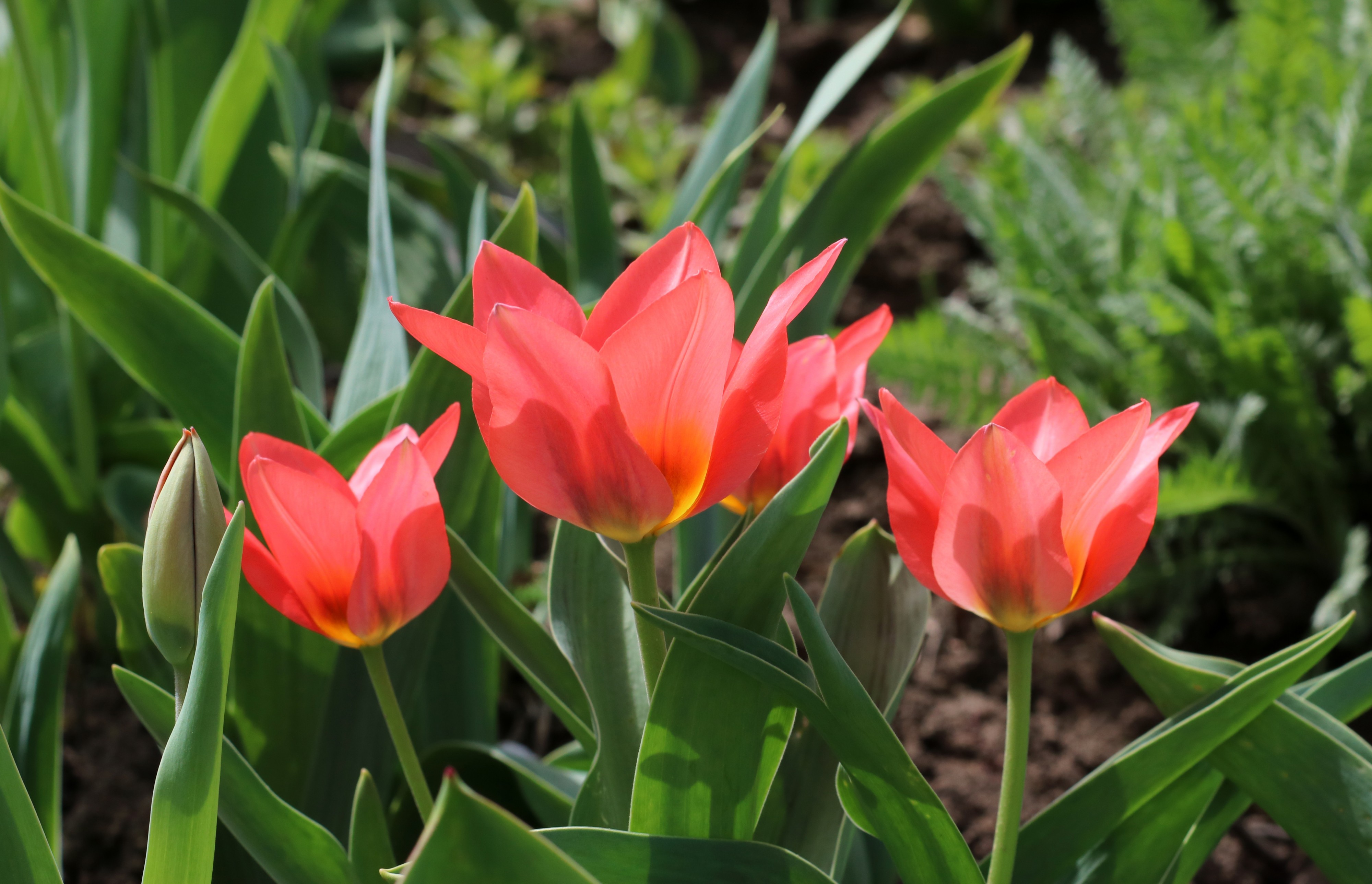 Tulip UA 2016 G02