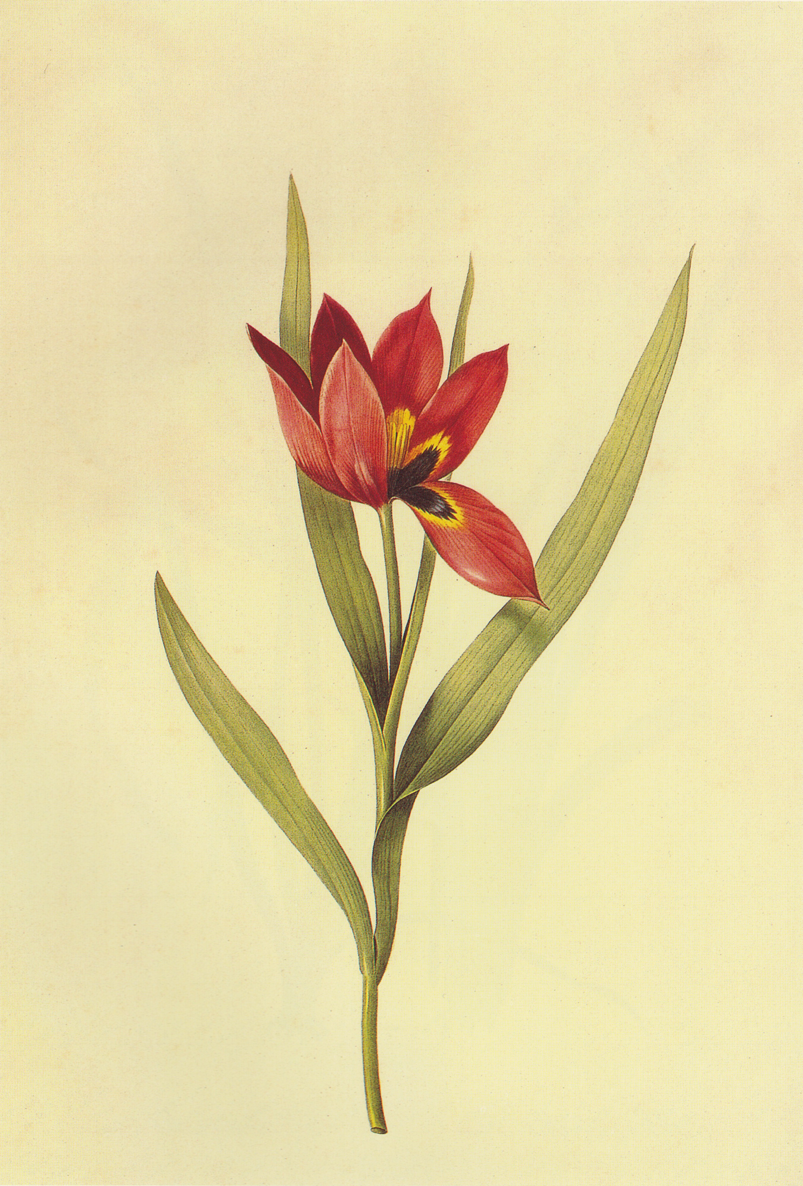 Tulipa agenensis in Les liliacees