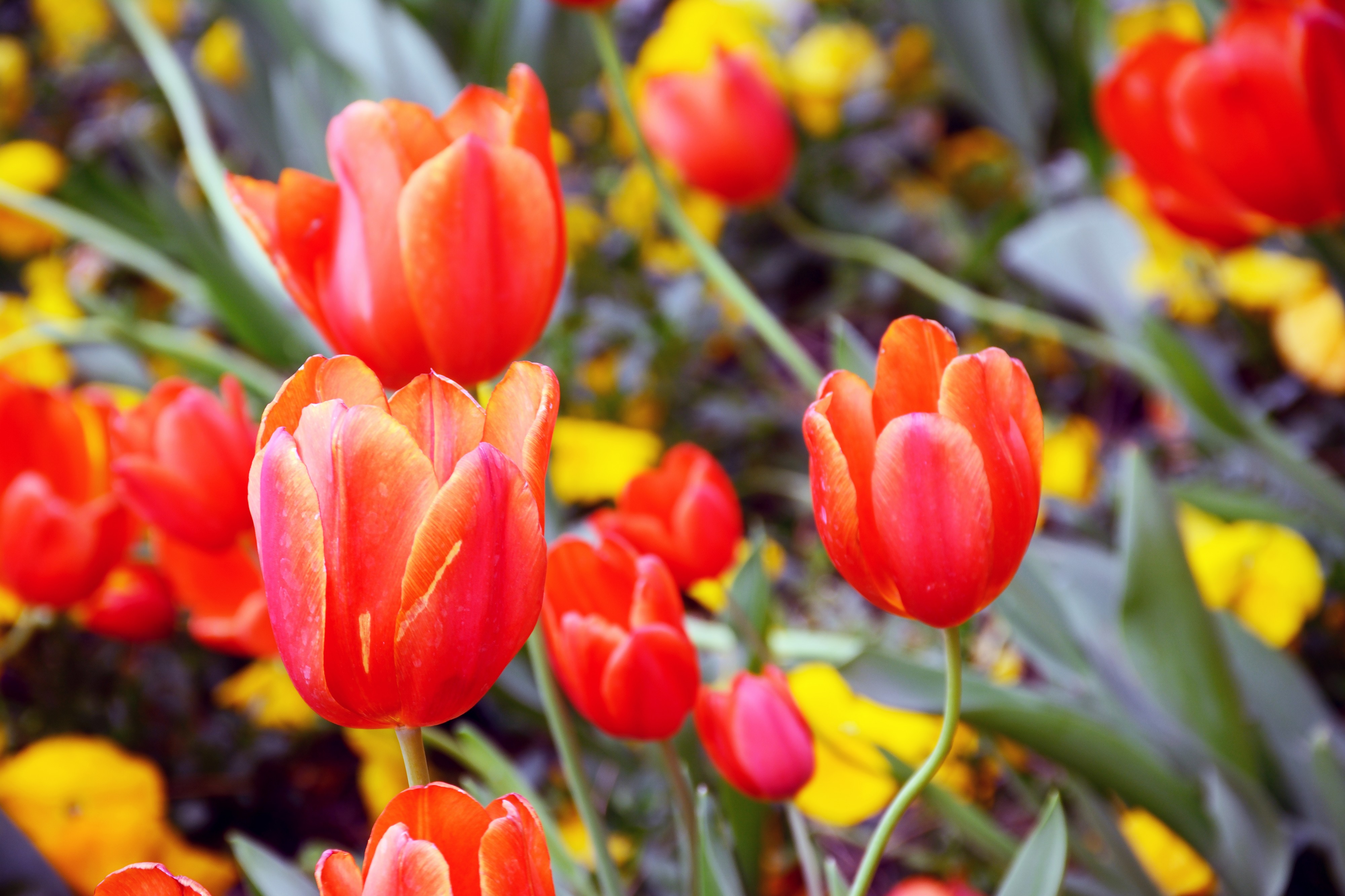 Tulips in Desenzano del Garda