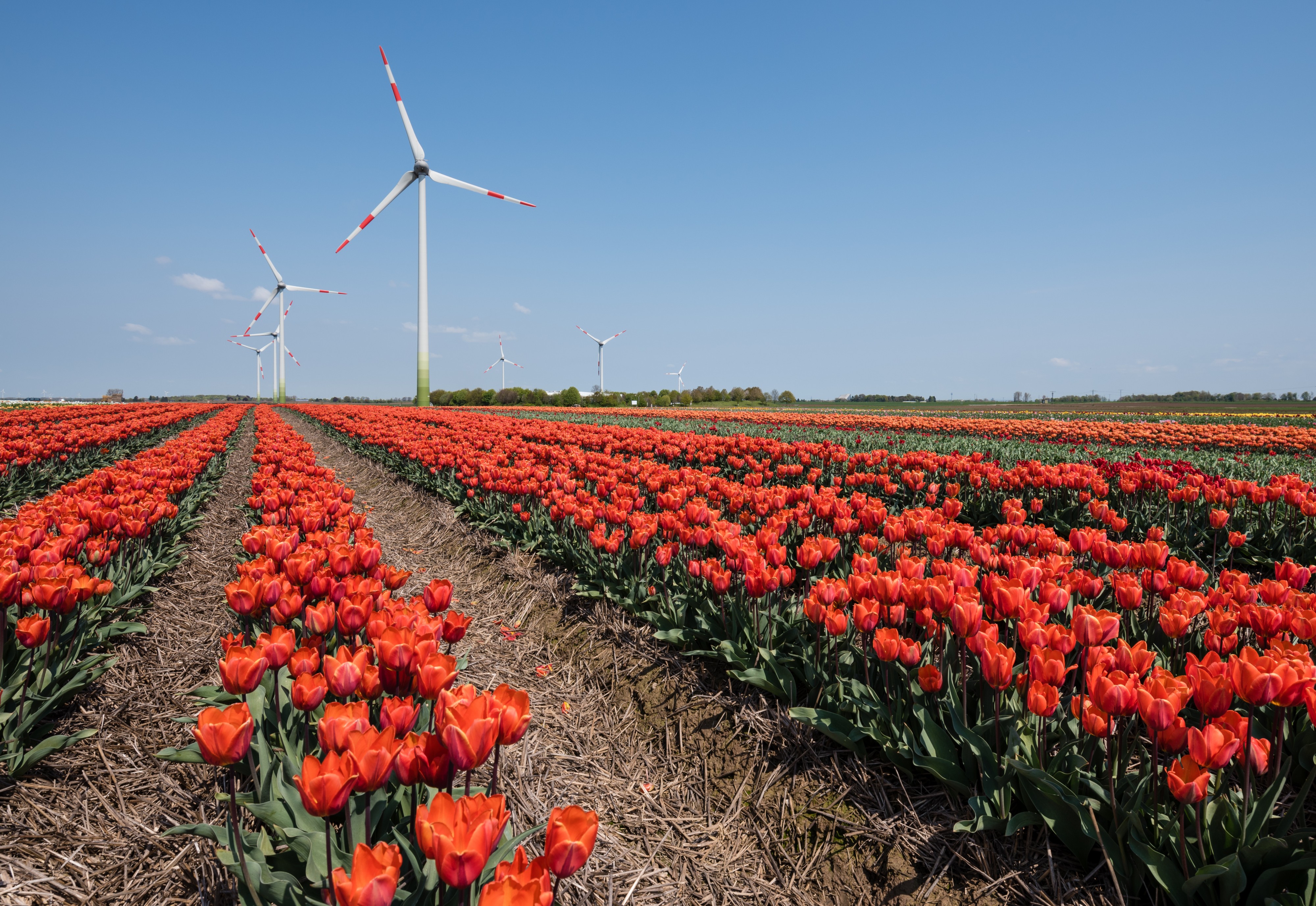 Tulpenfelder-Neuss-Kapellen-02-2016