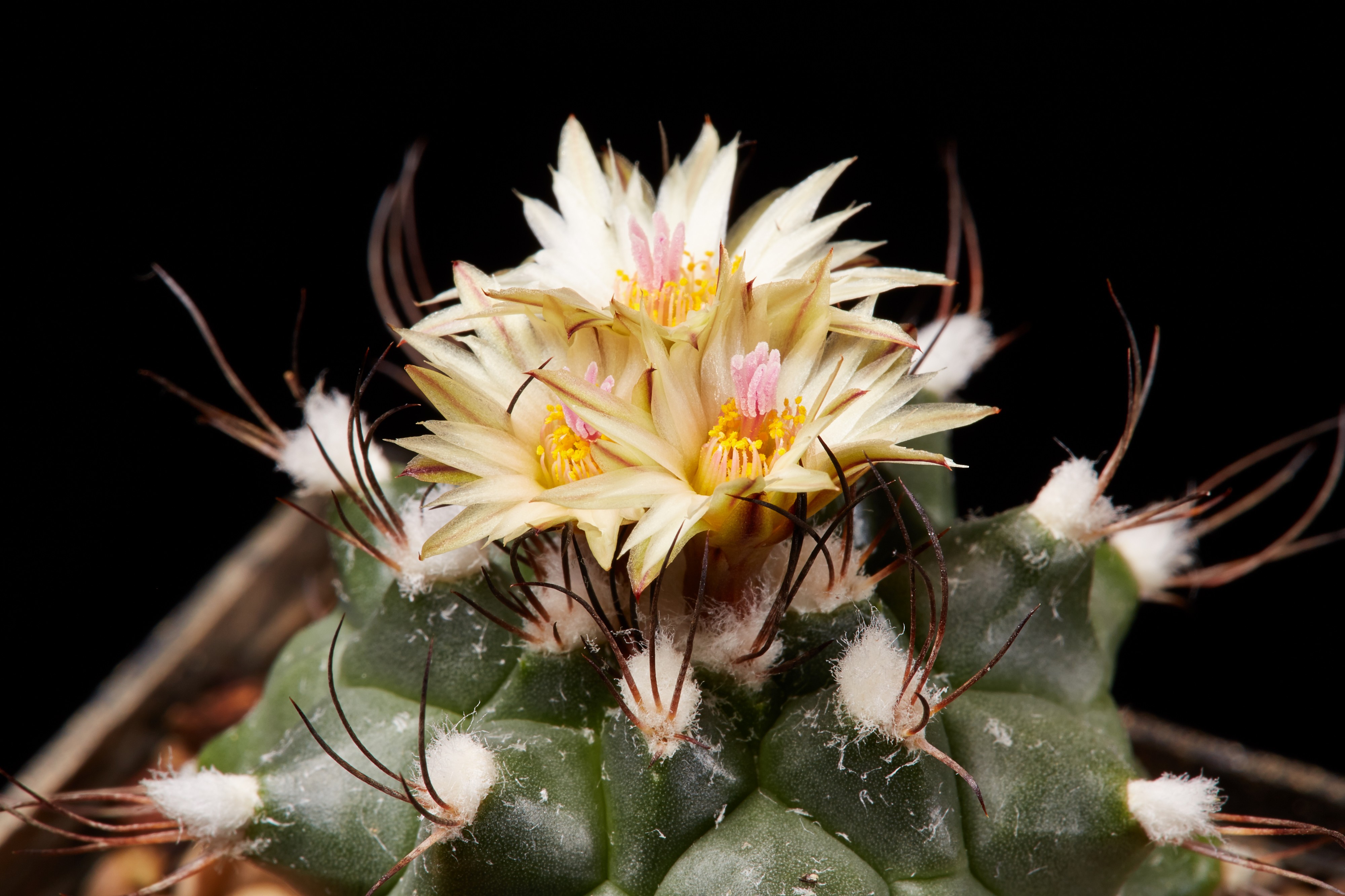 Turbinicarpus swobodae-IMG 9032