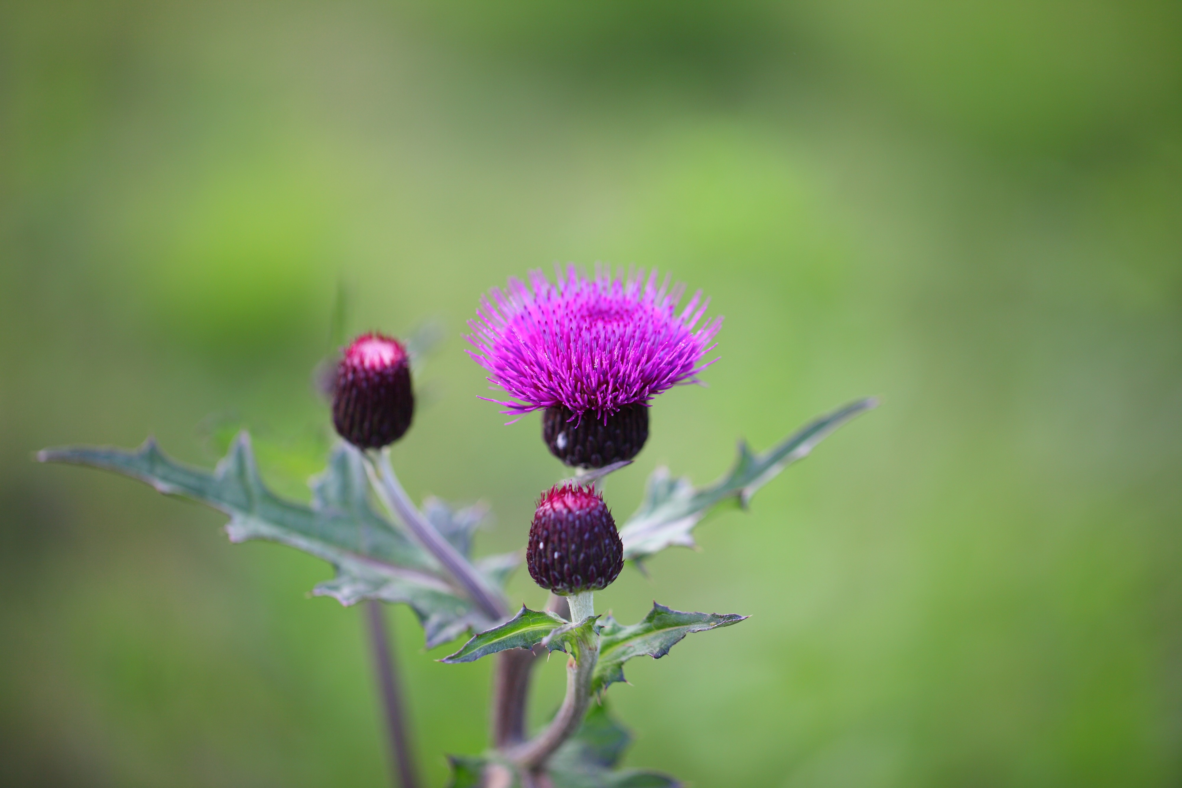 Ussuri thistle