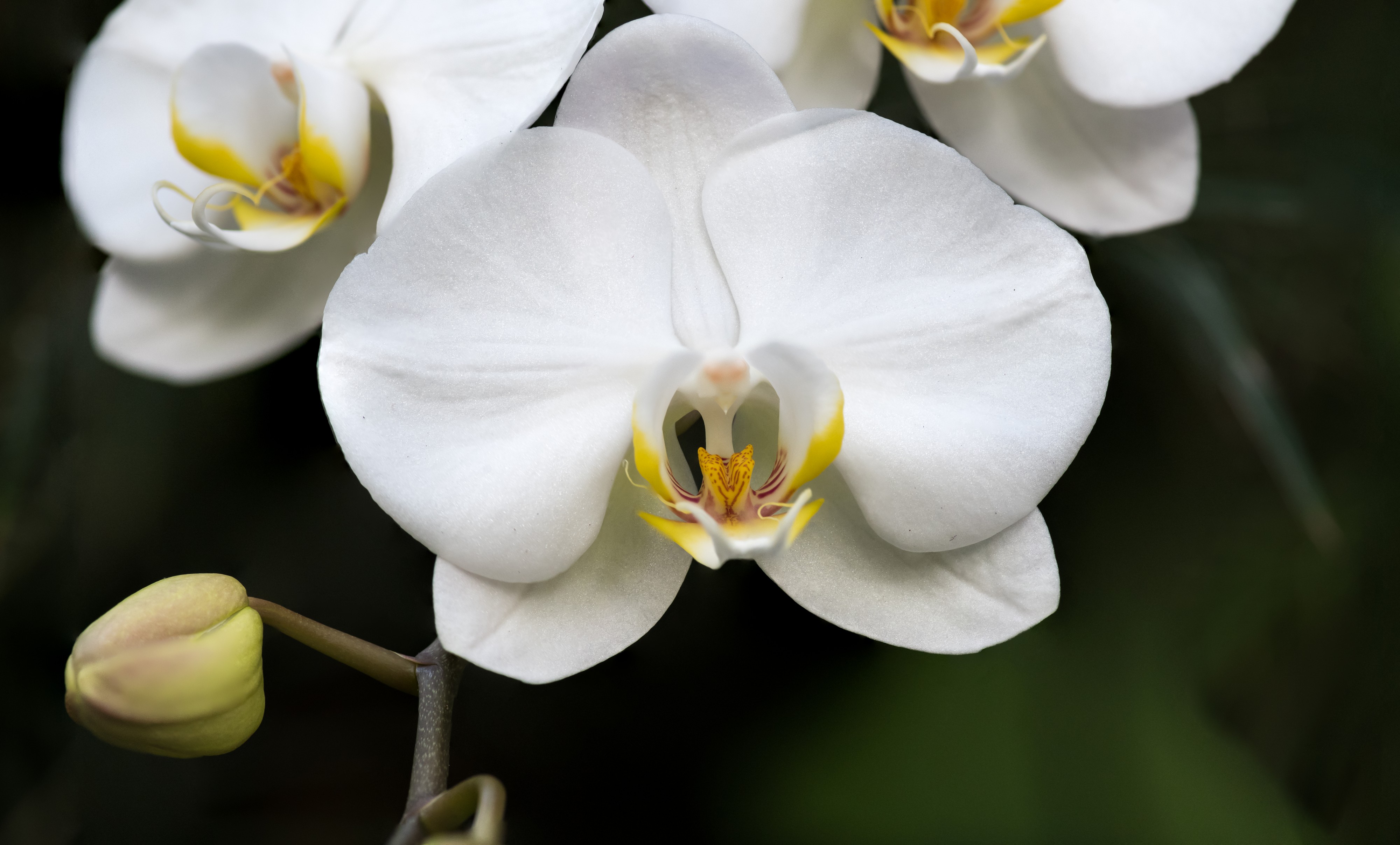 White Orchid 1 NBG